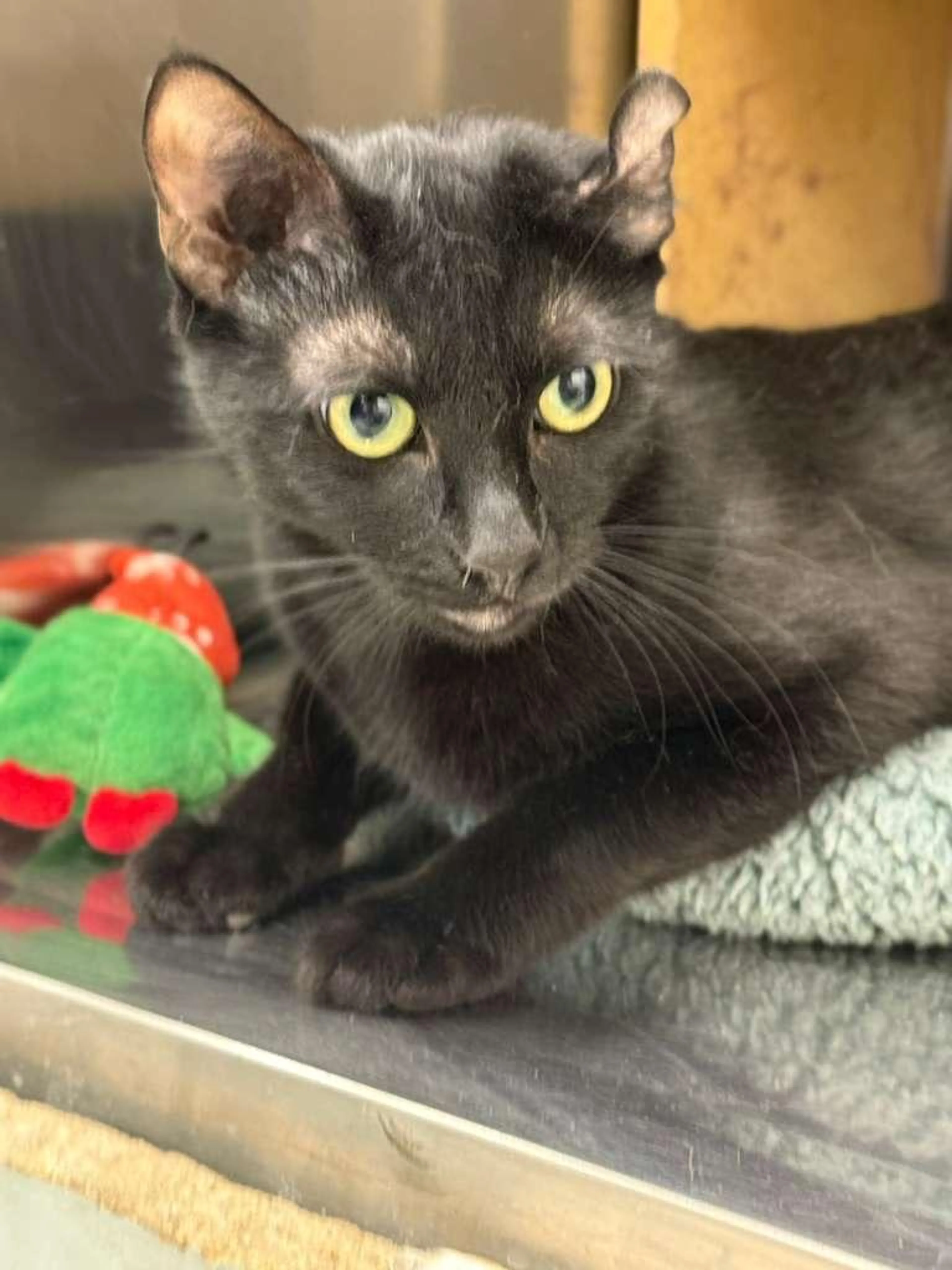 Found pet-5