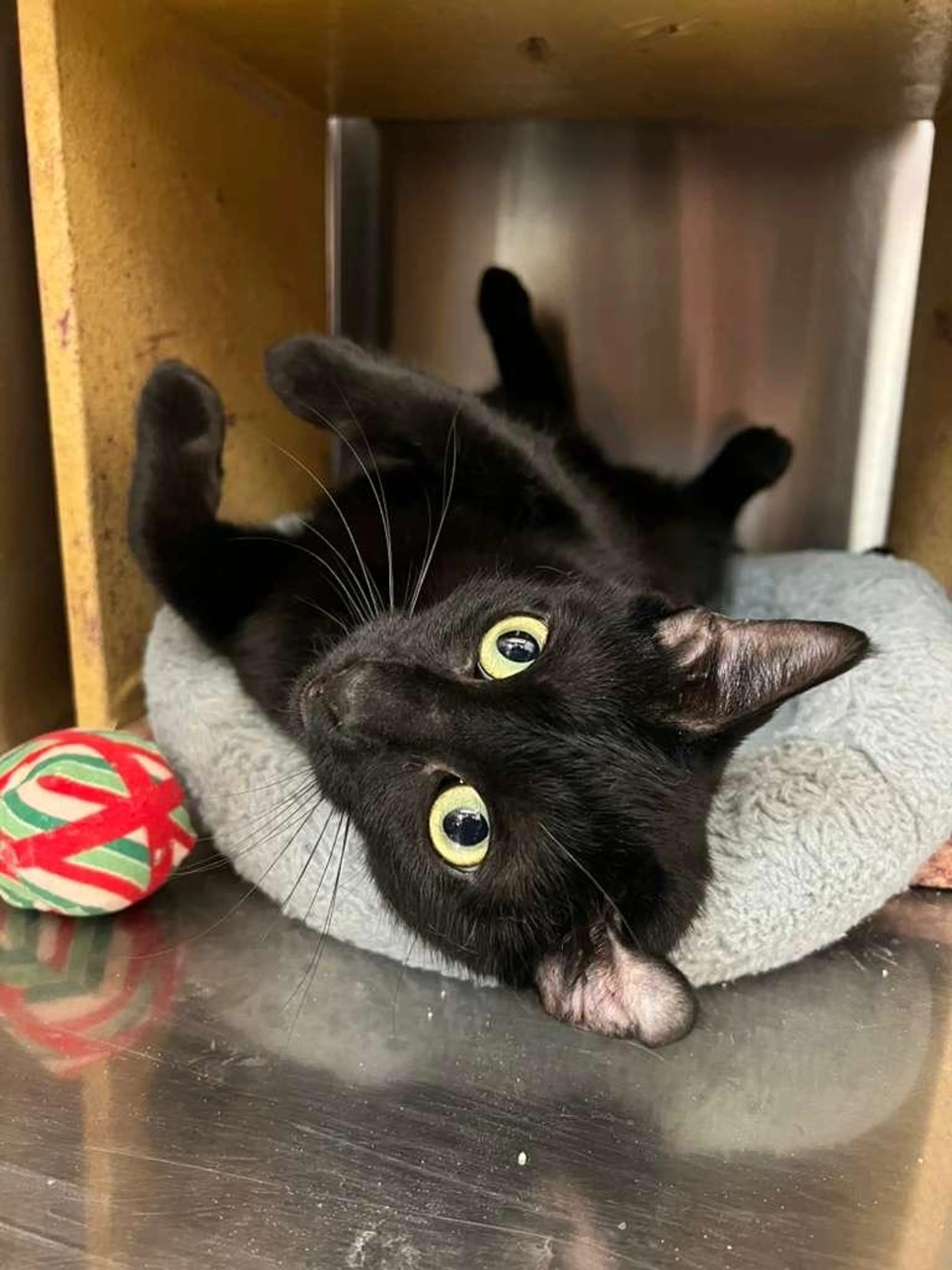 Found pet-1