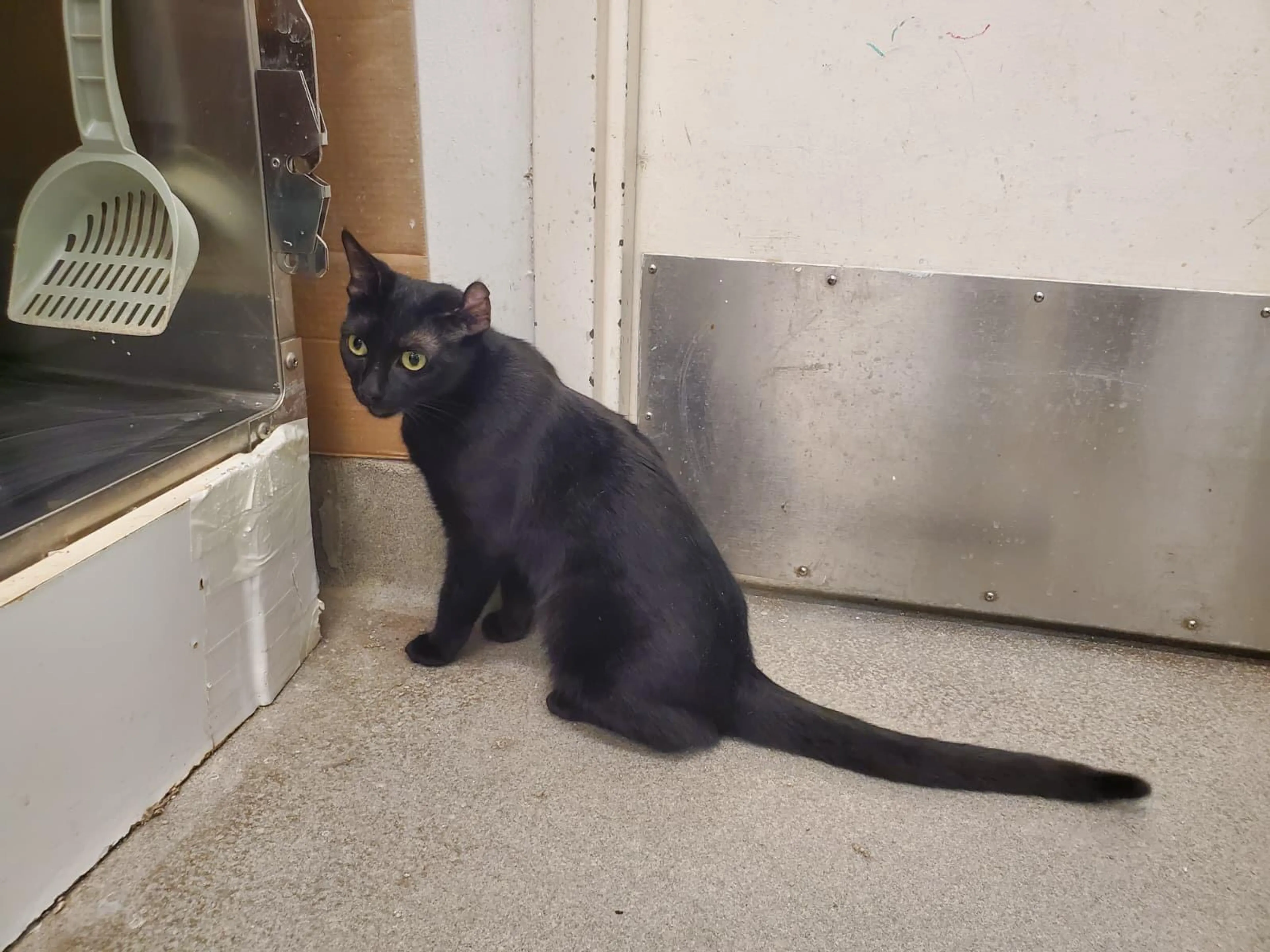 Found pet-2