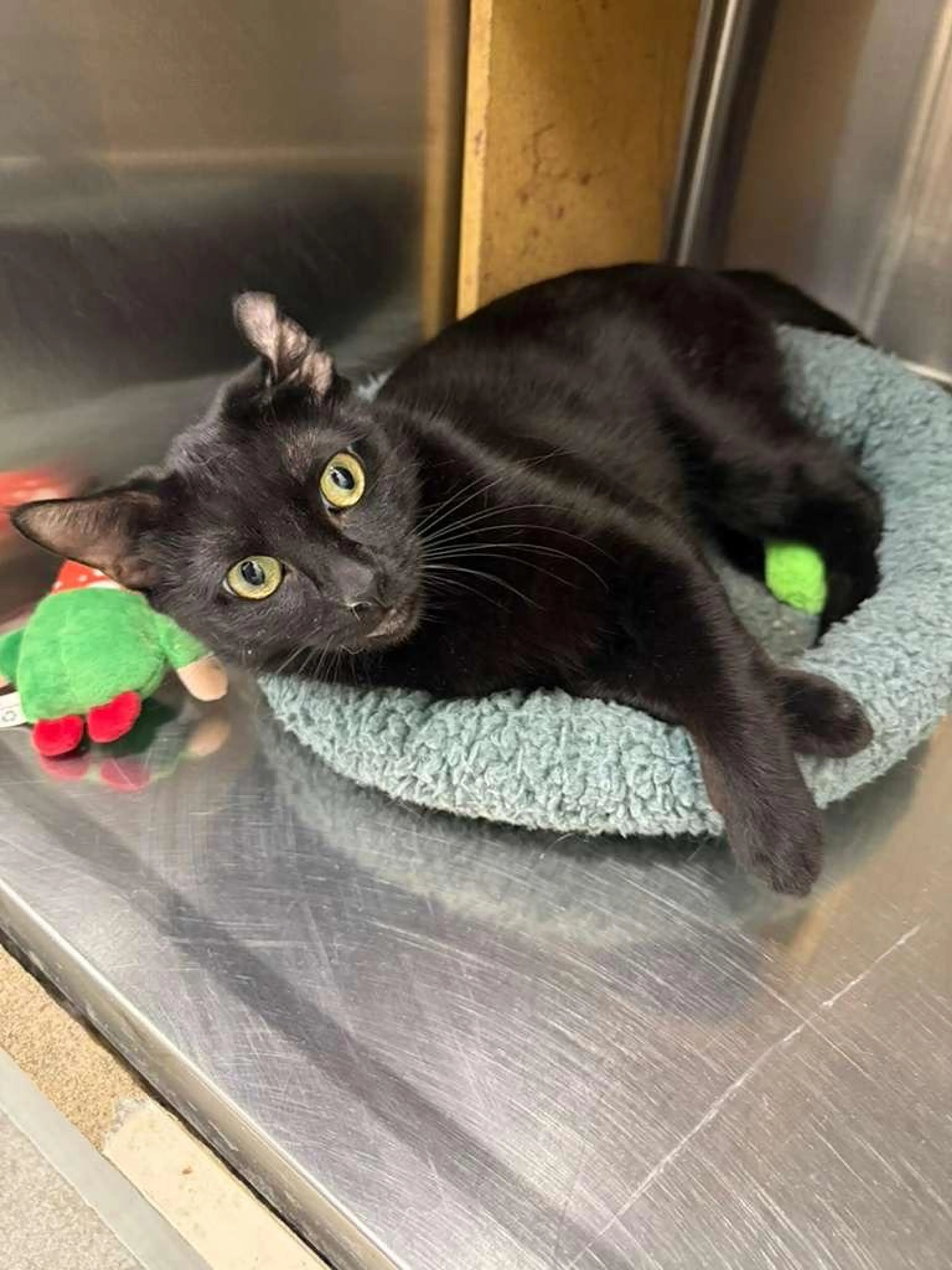 Found pet-3