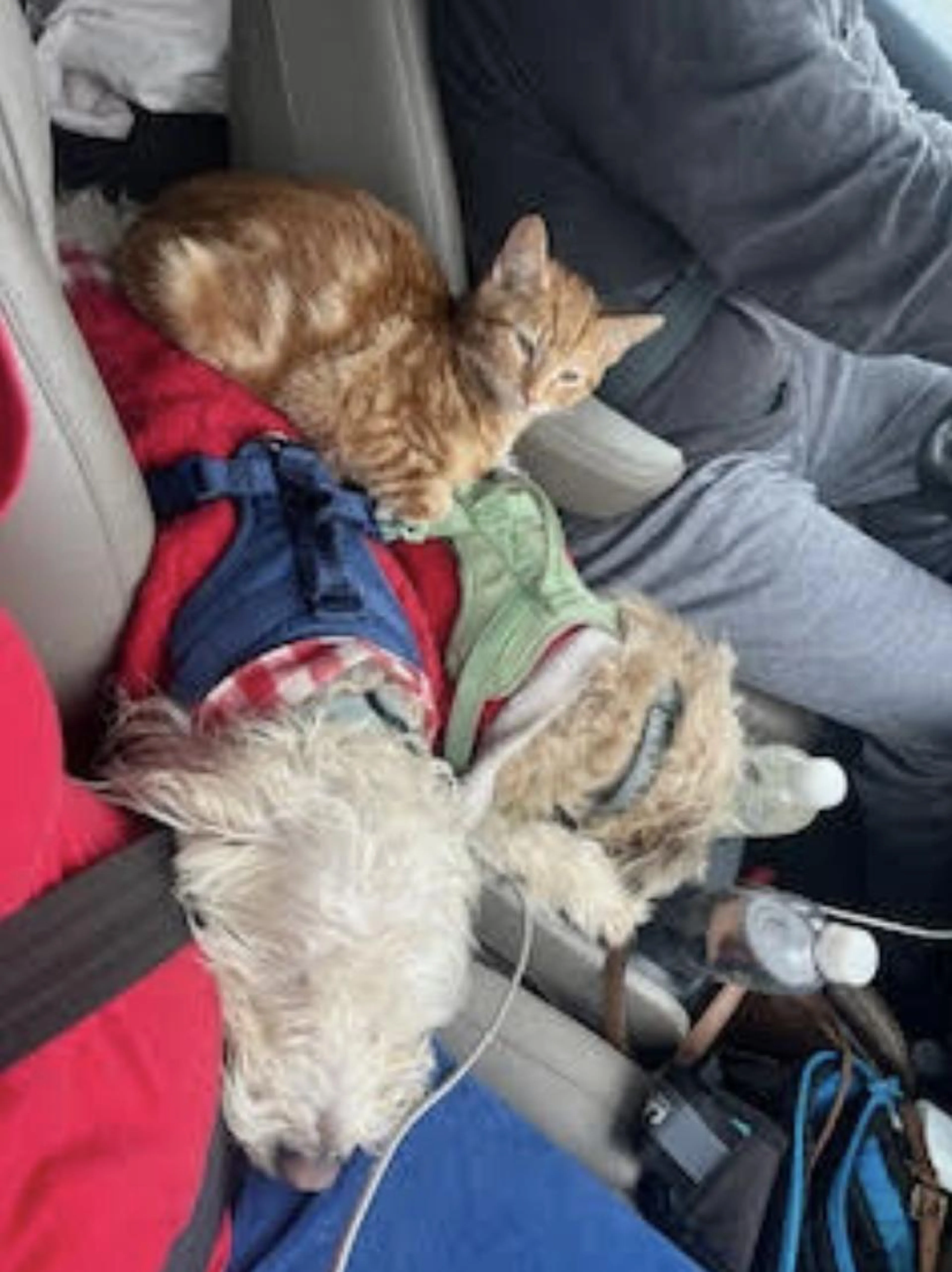 Found pet-0