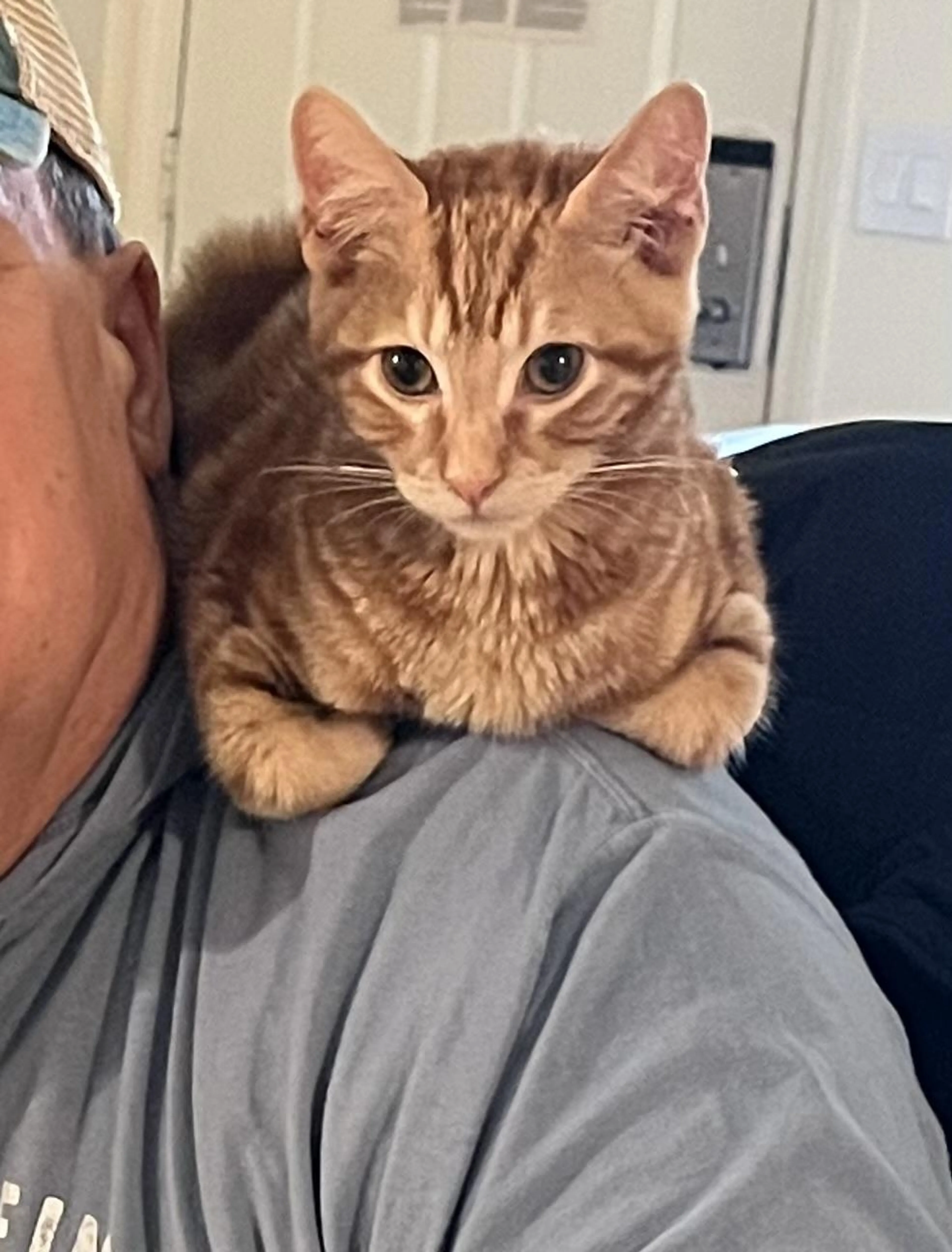 Found pet-1