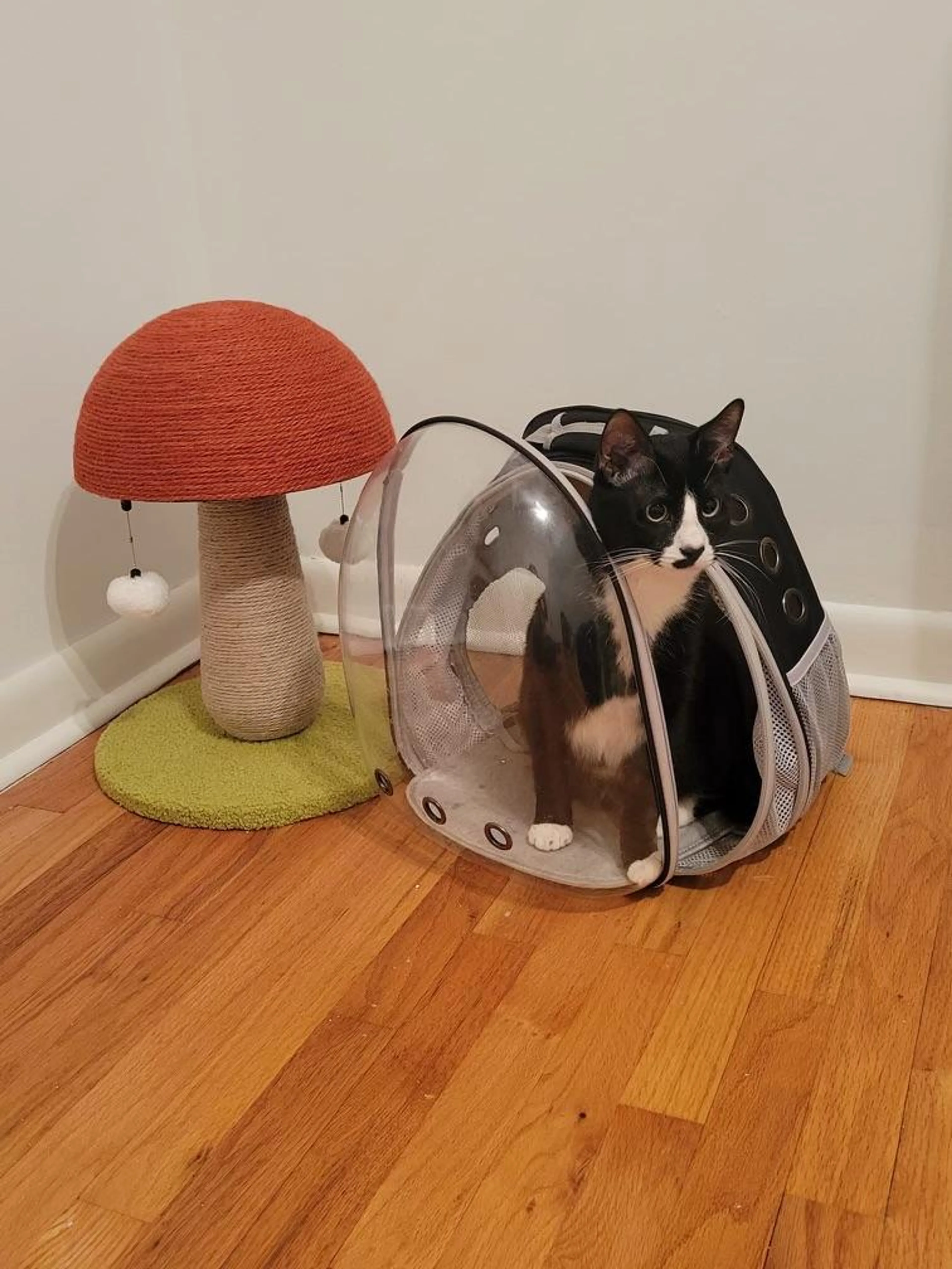Found pet-1