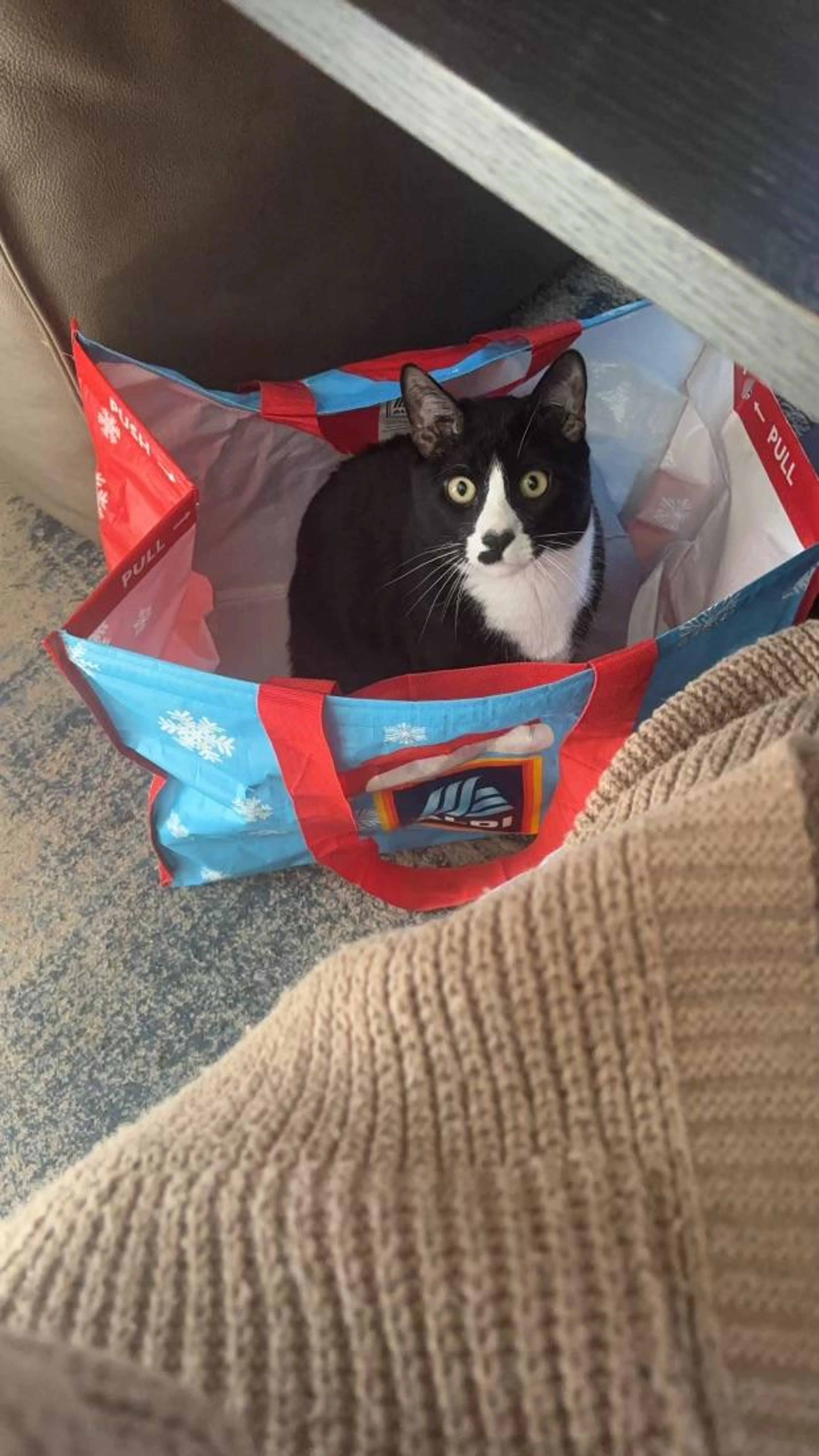 Found pet-0