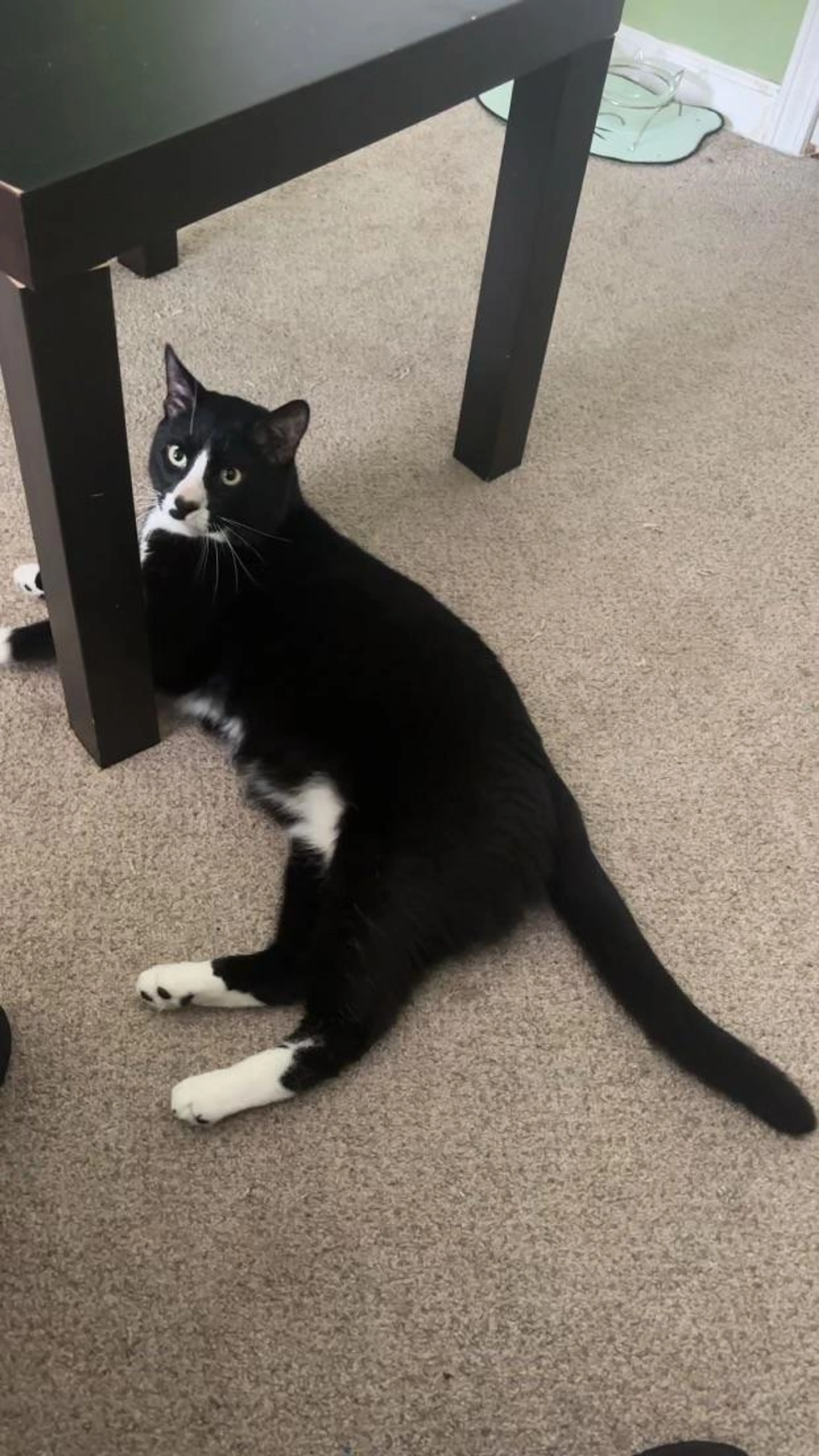 Found pet-2