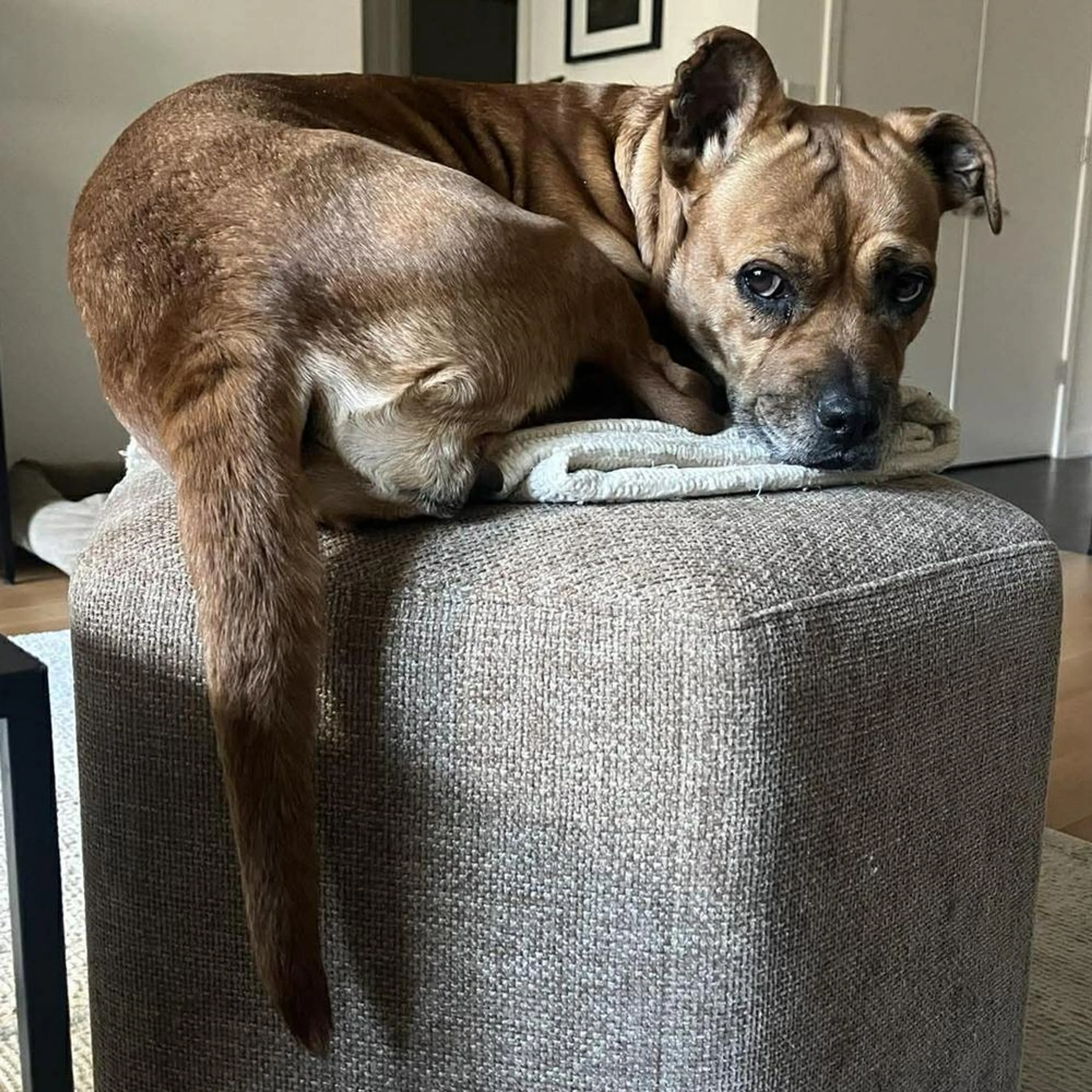 Found pet-0