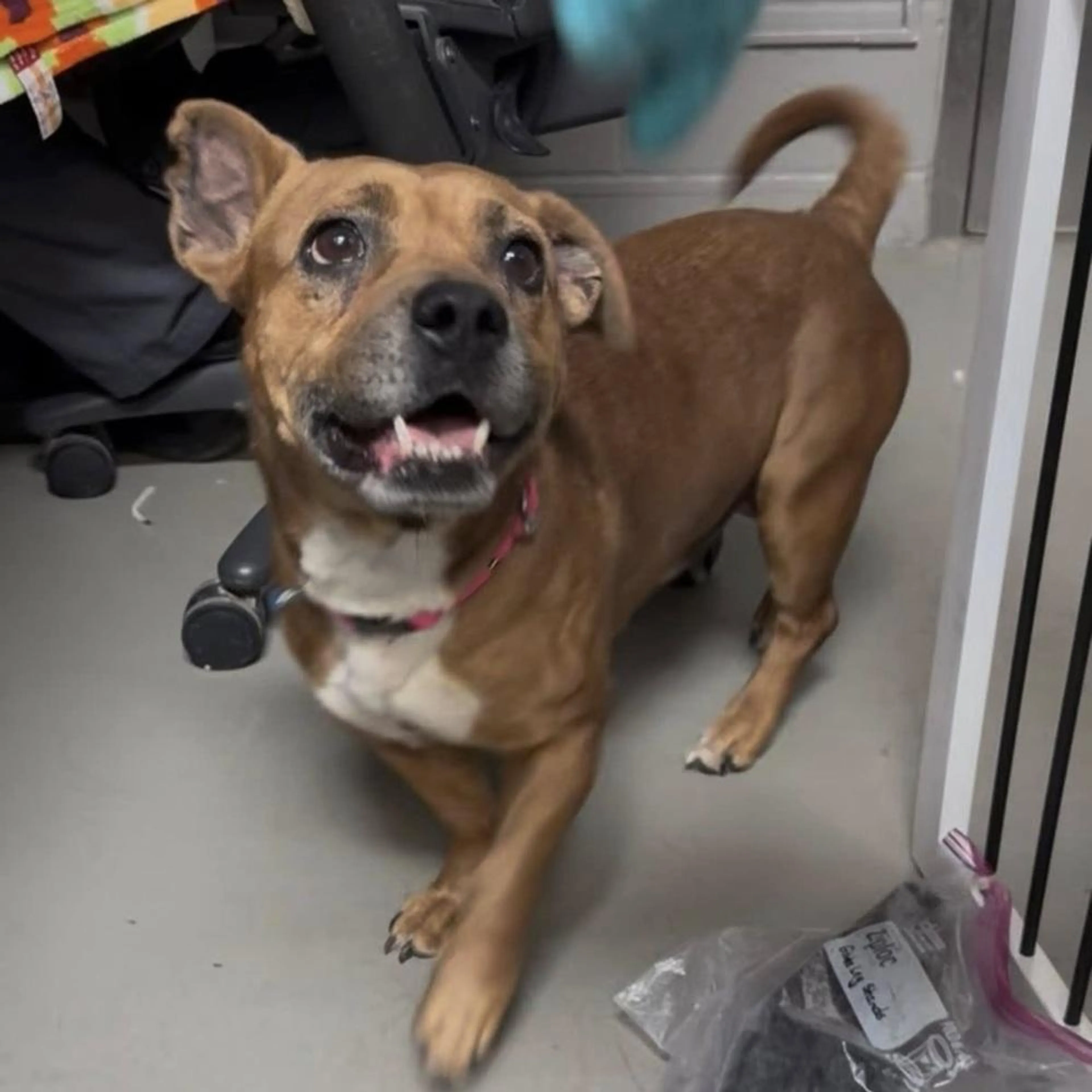 Found pet-3