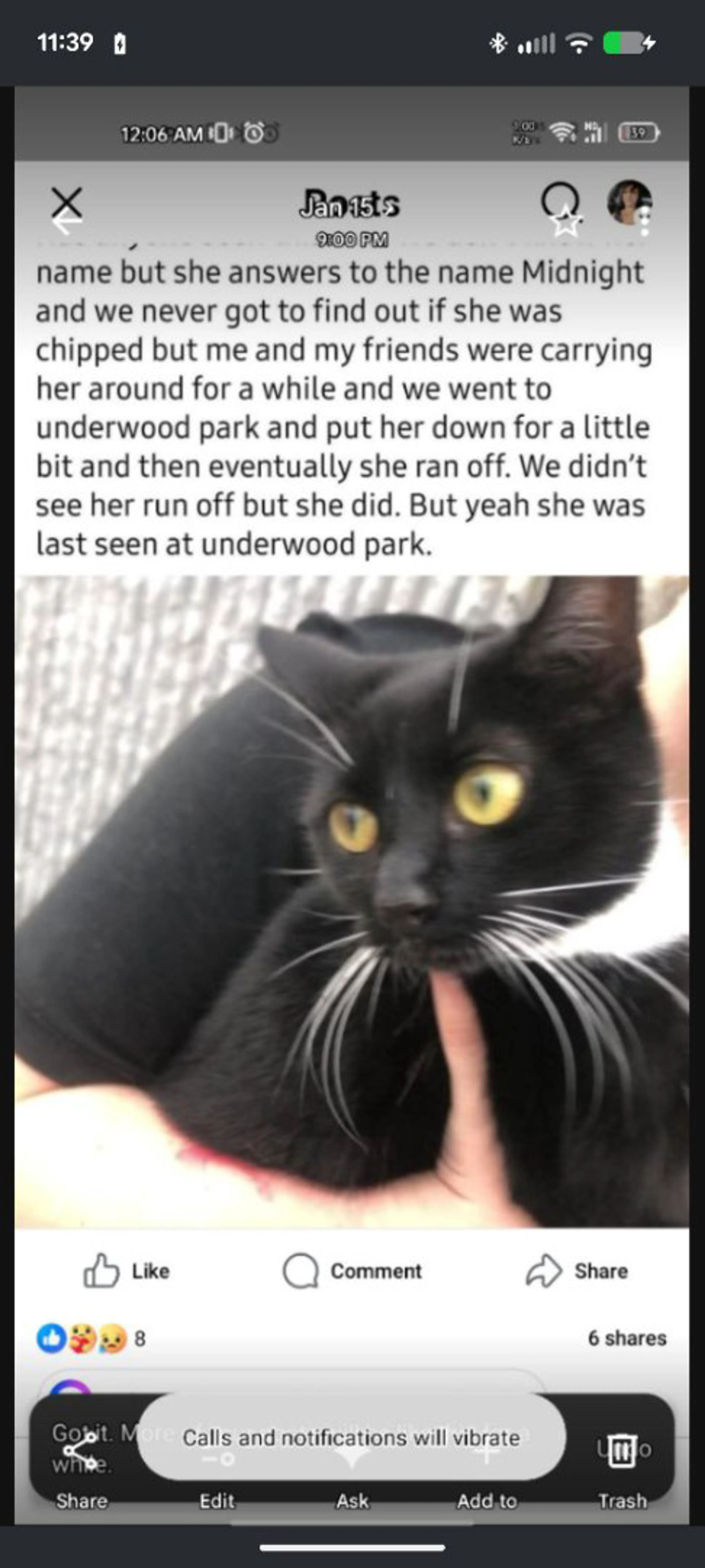 Lost pet-3