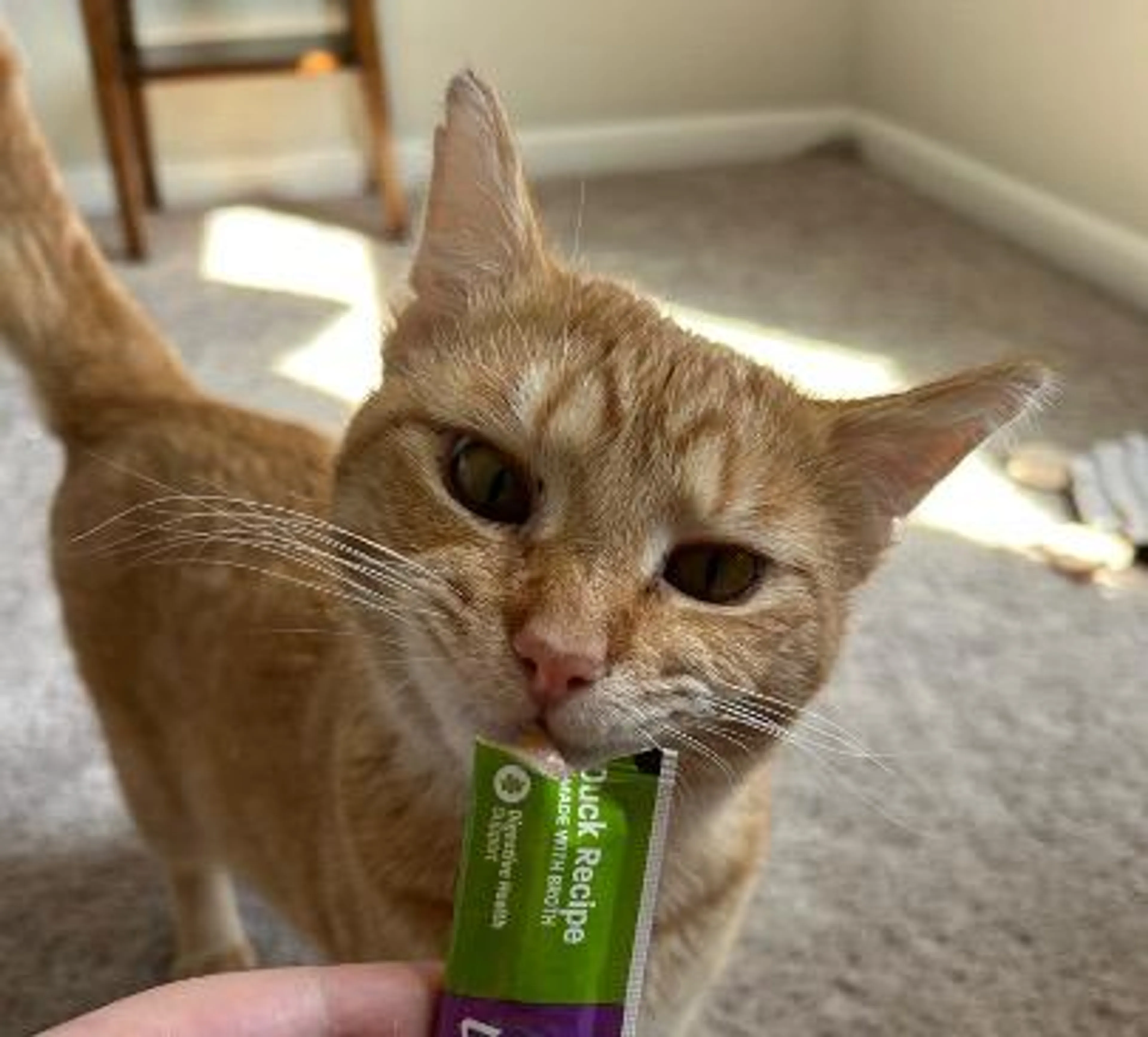 Found pet-2