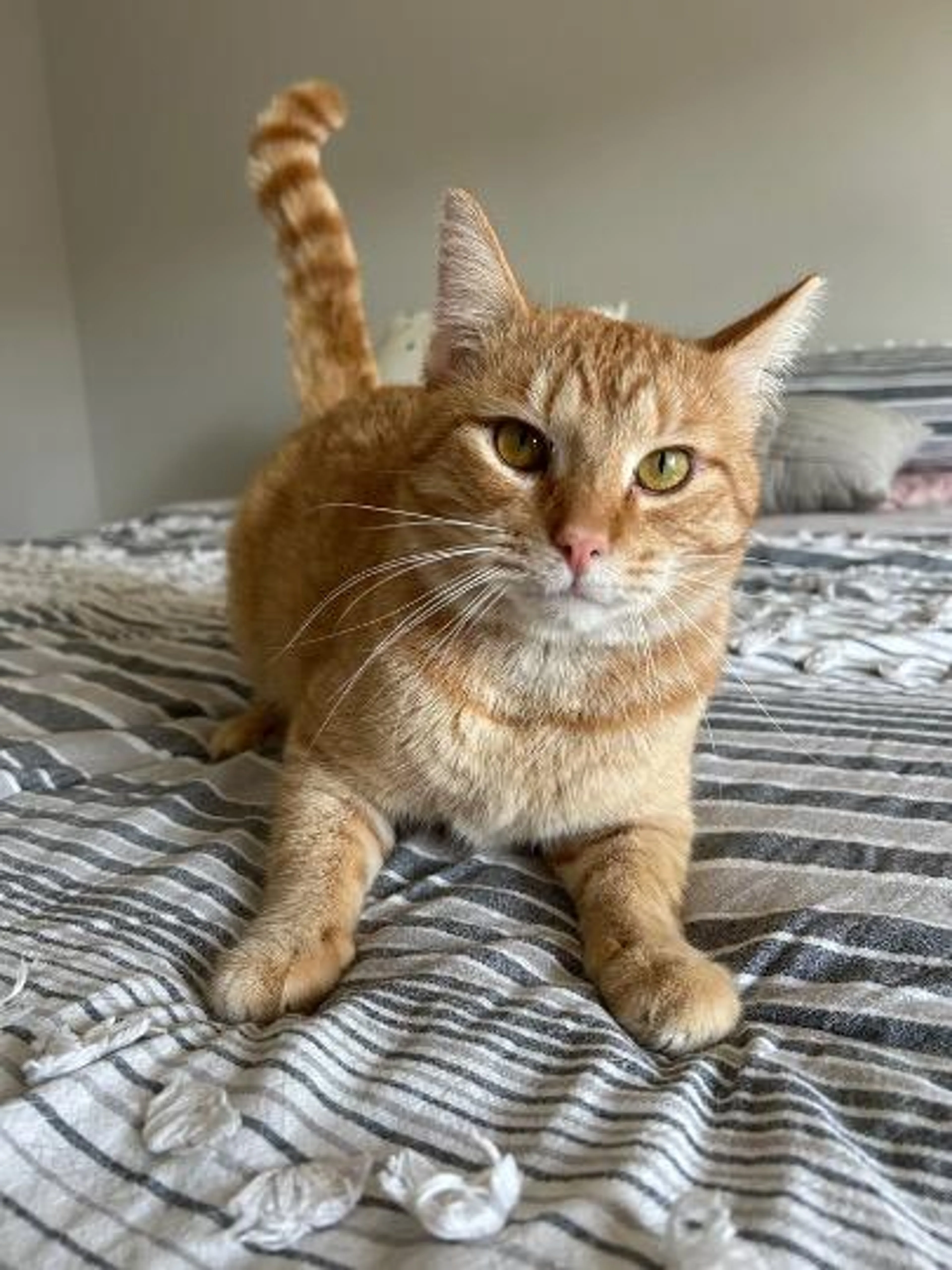 Found pet-0