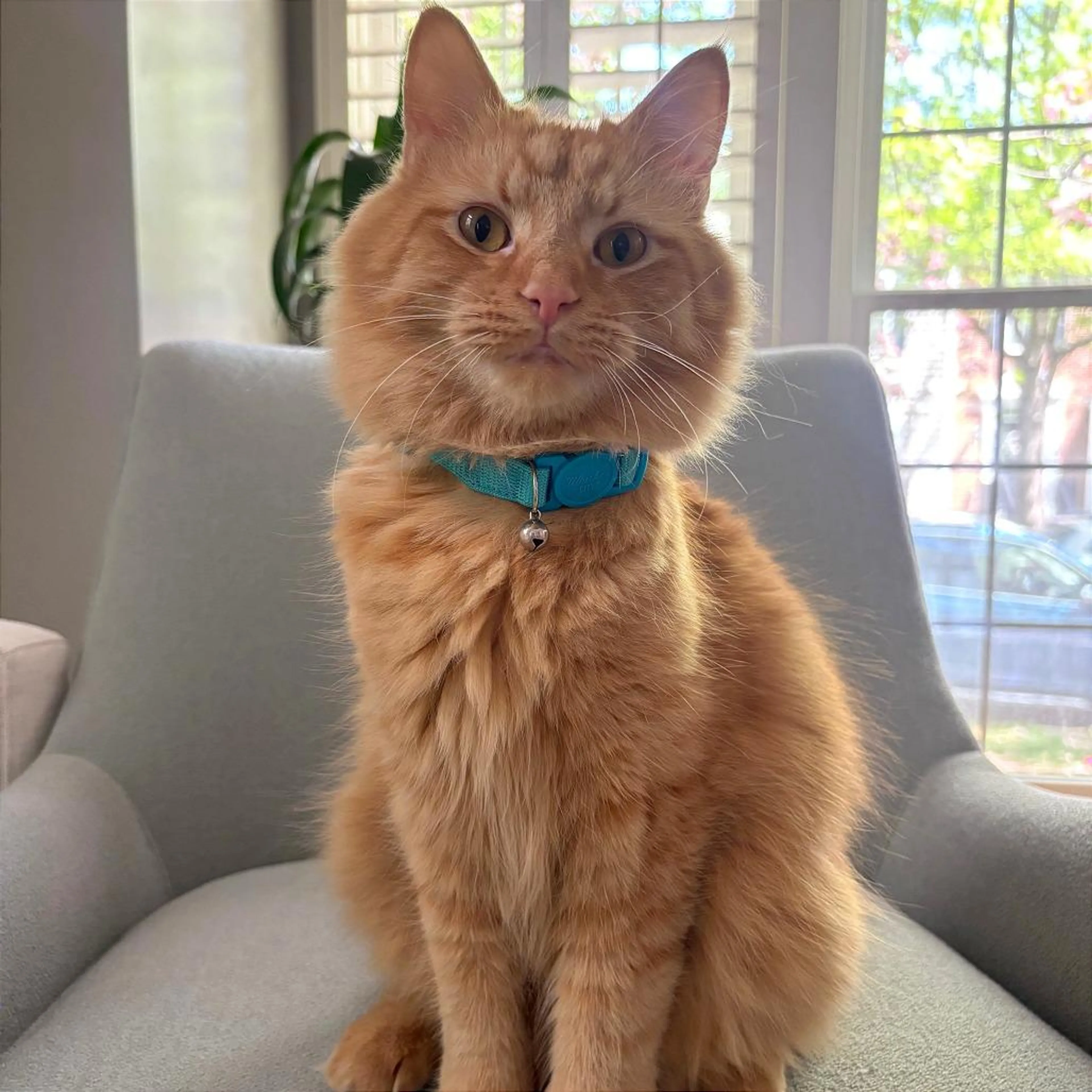 Found pet-1