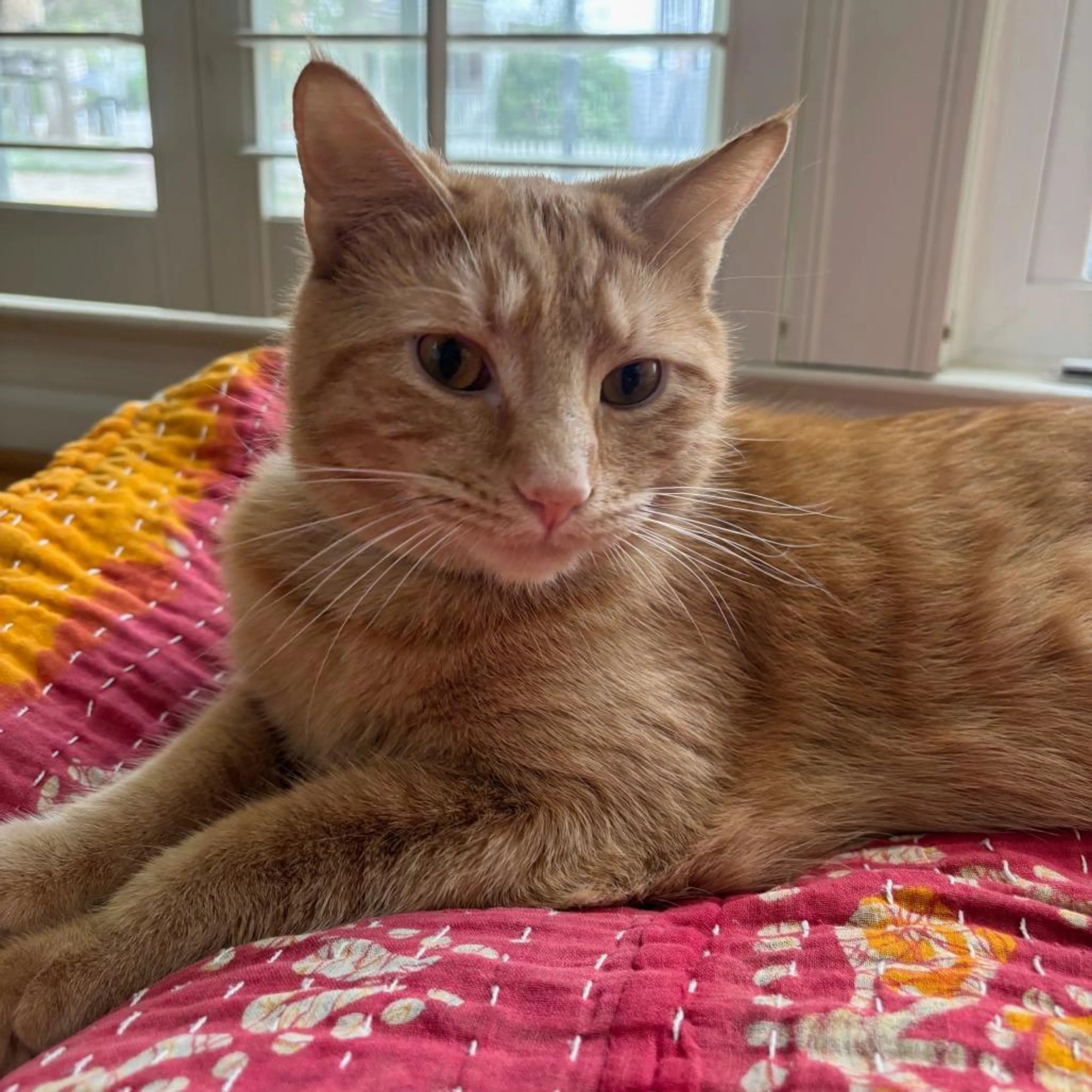 Found pet-2