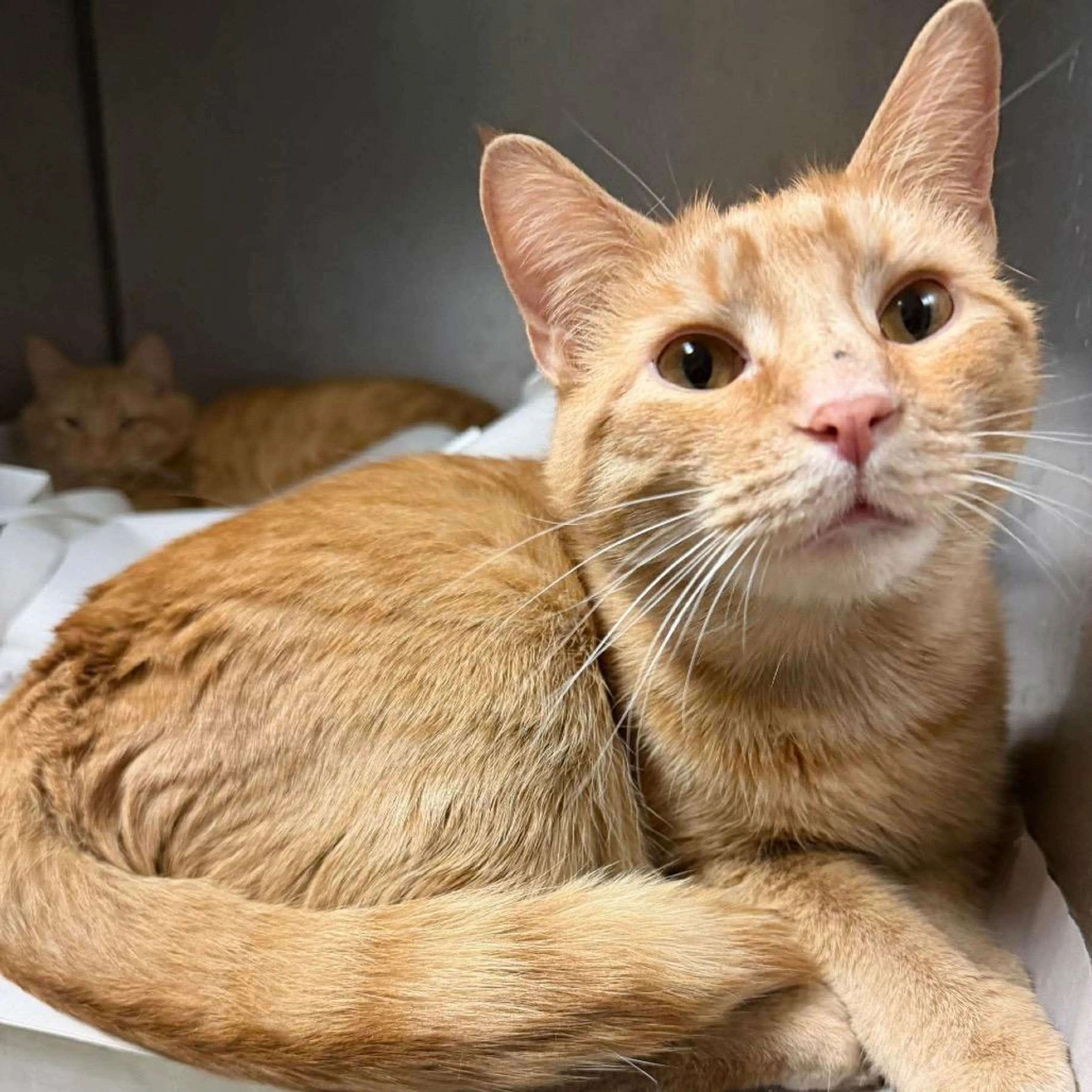 Found pet-1