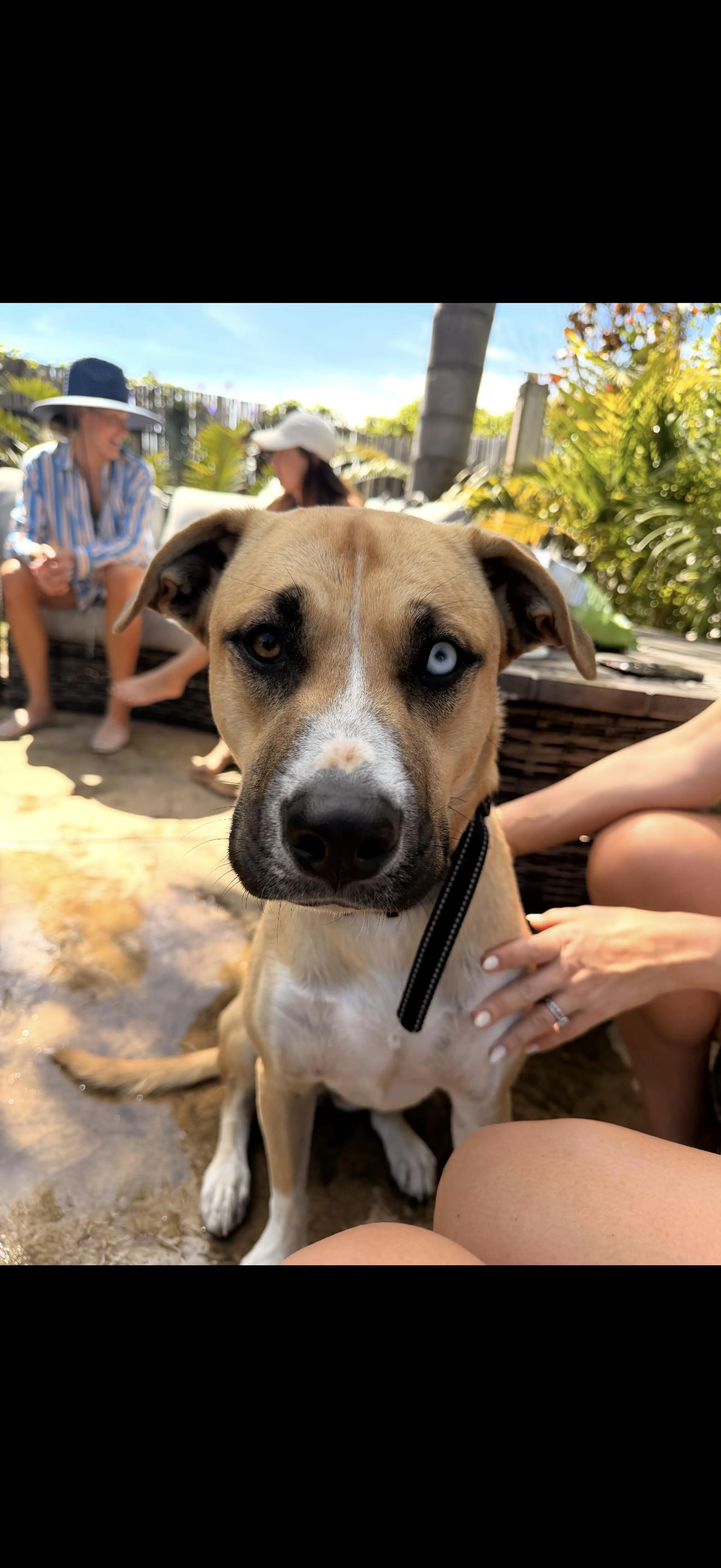 Found pet-3