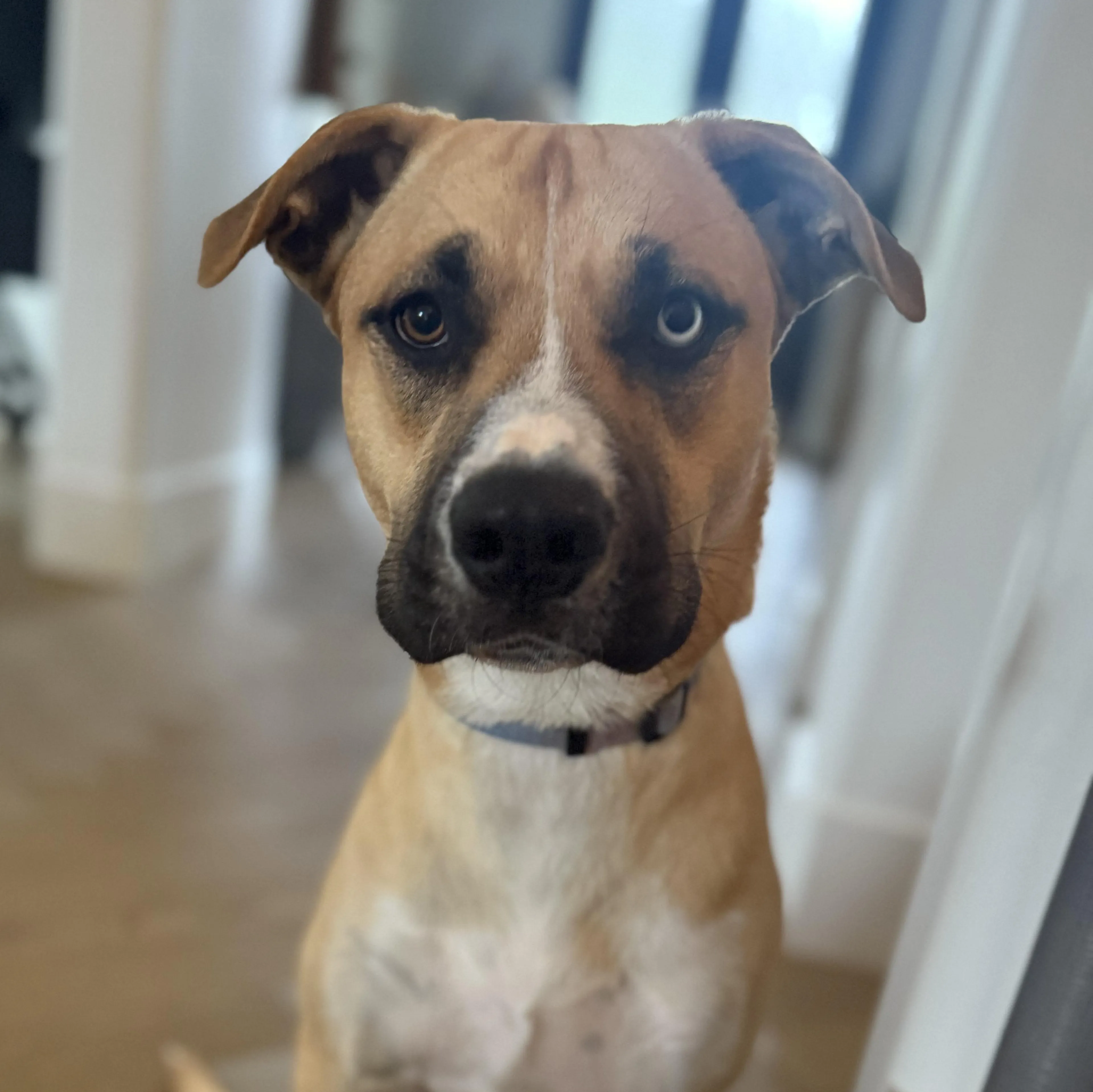 Found pet-5