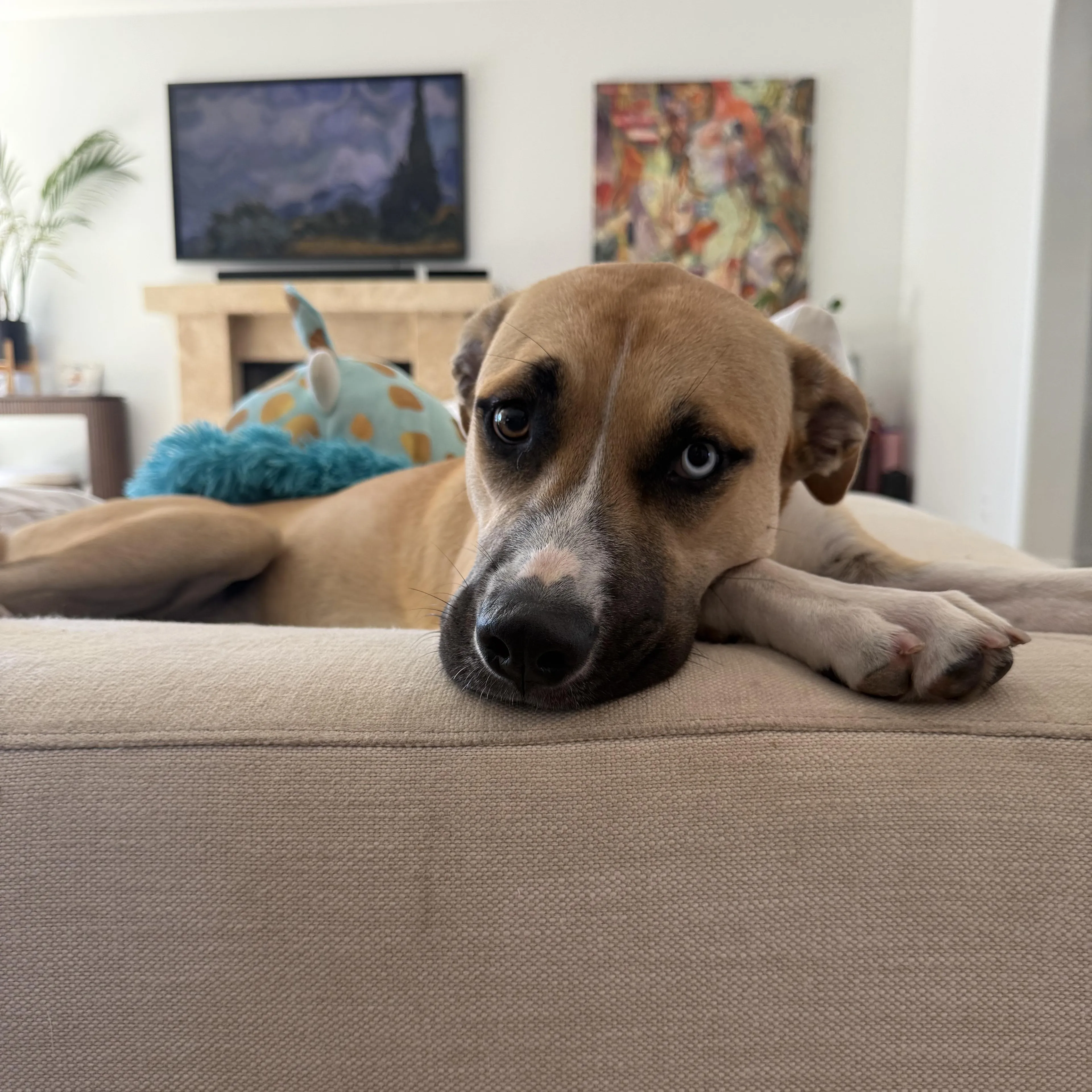 Found pet-4