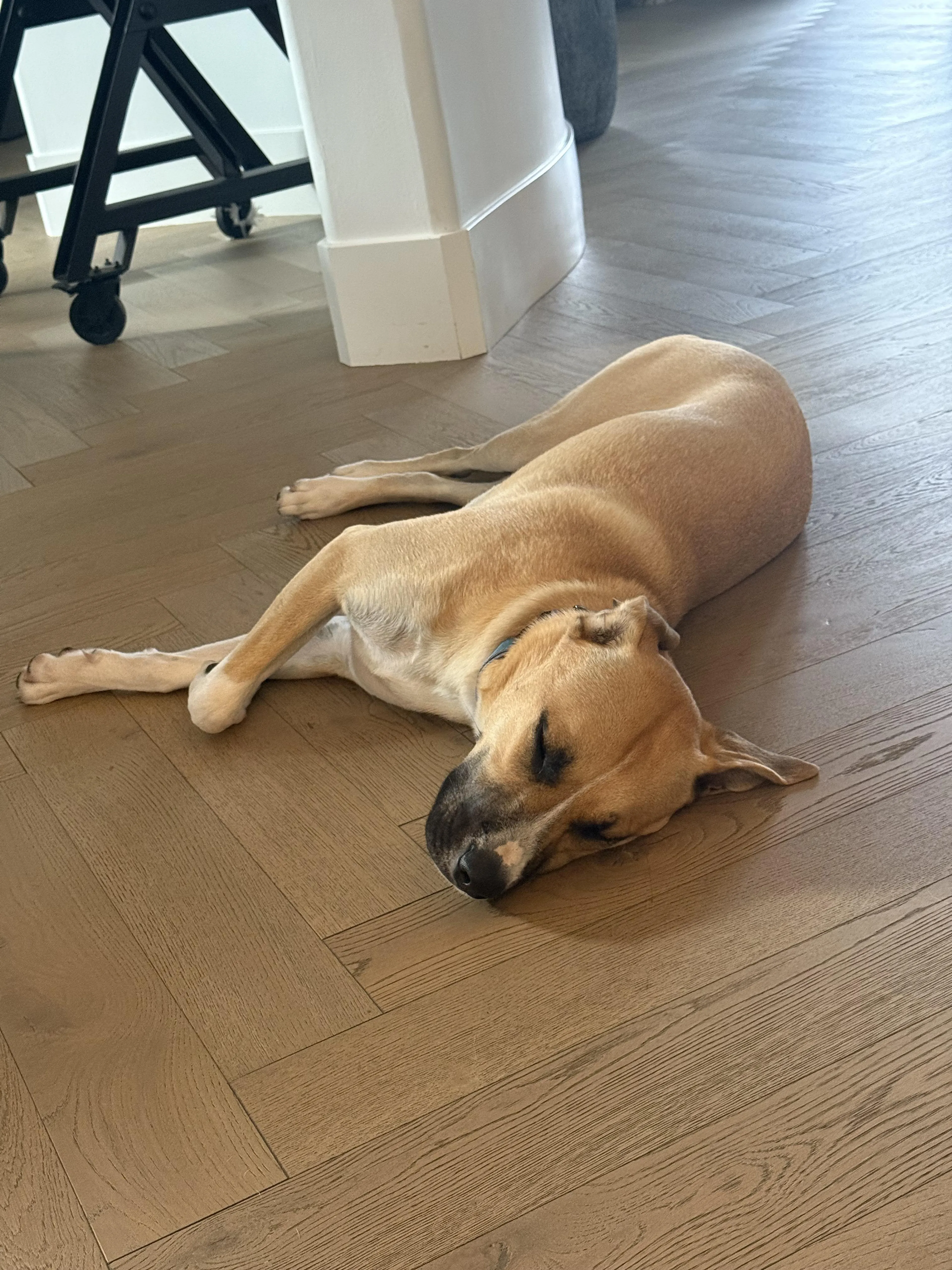 Found pet-1