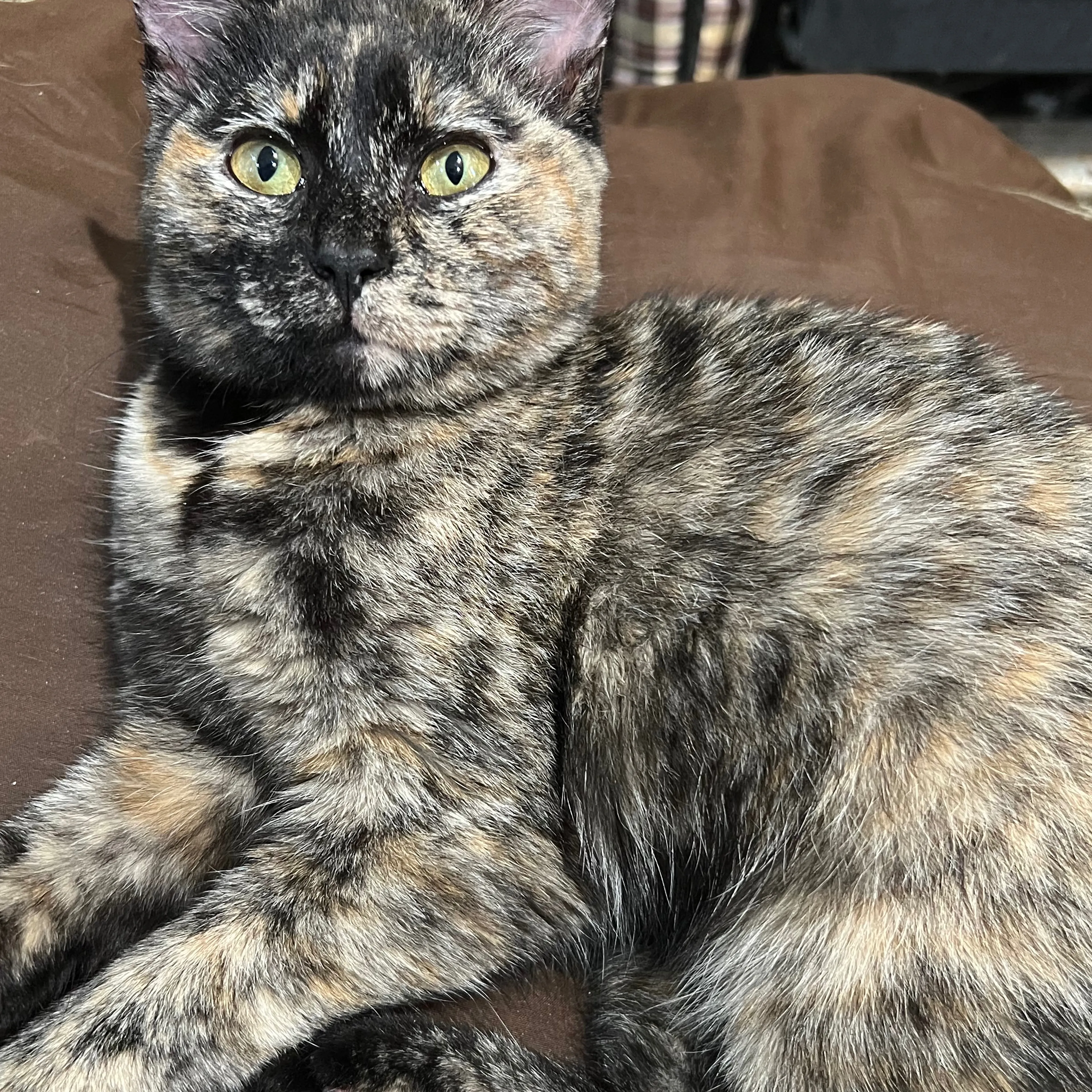 Lost pet-1