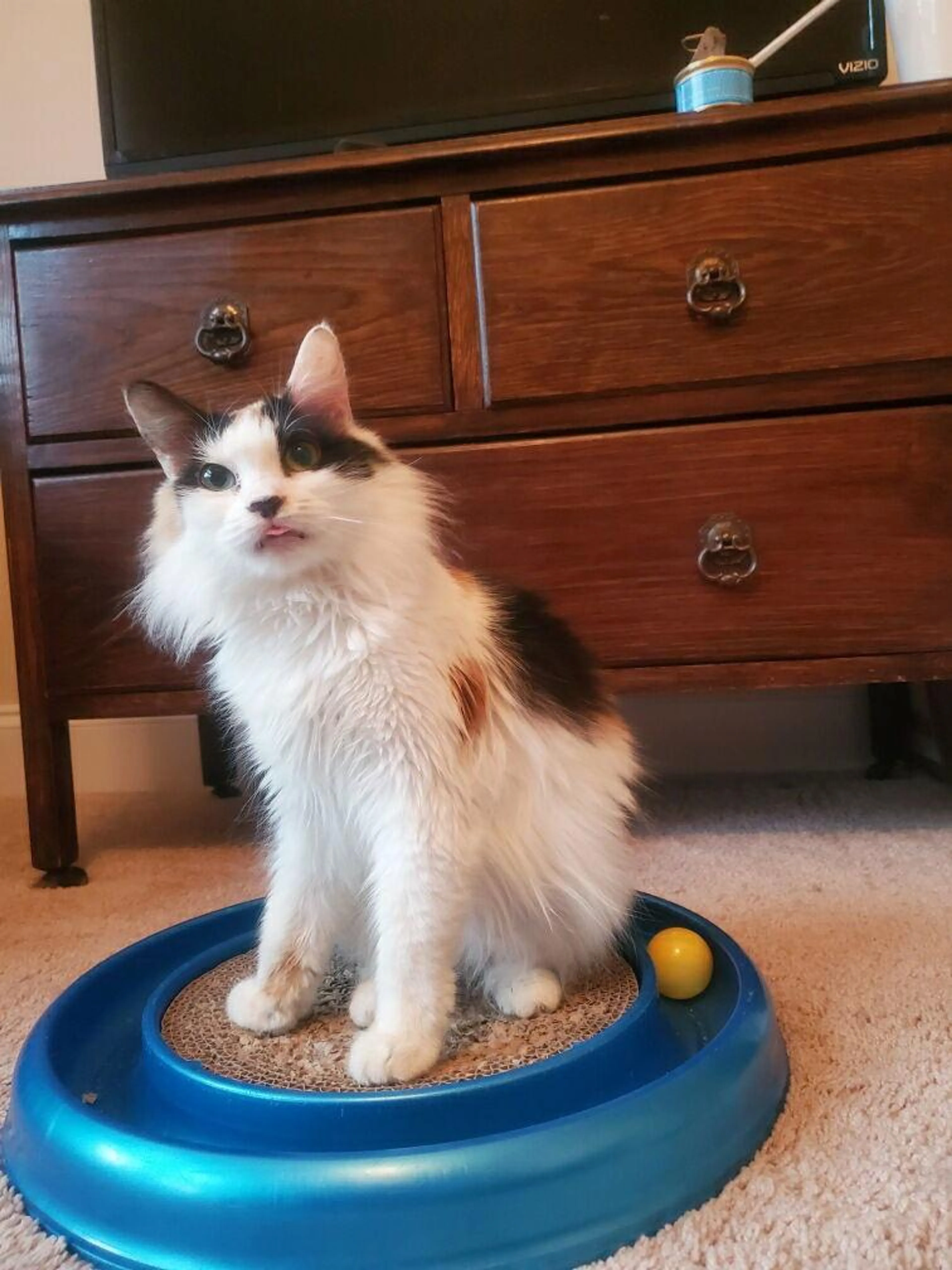 Found pet-1