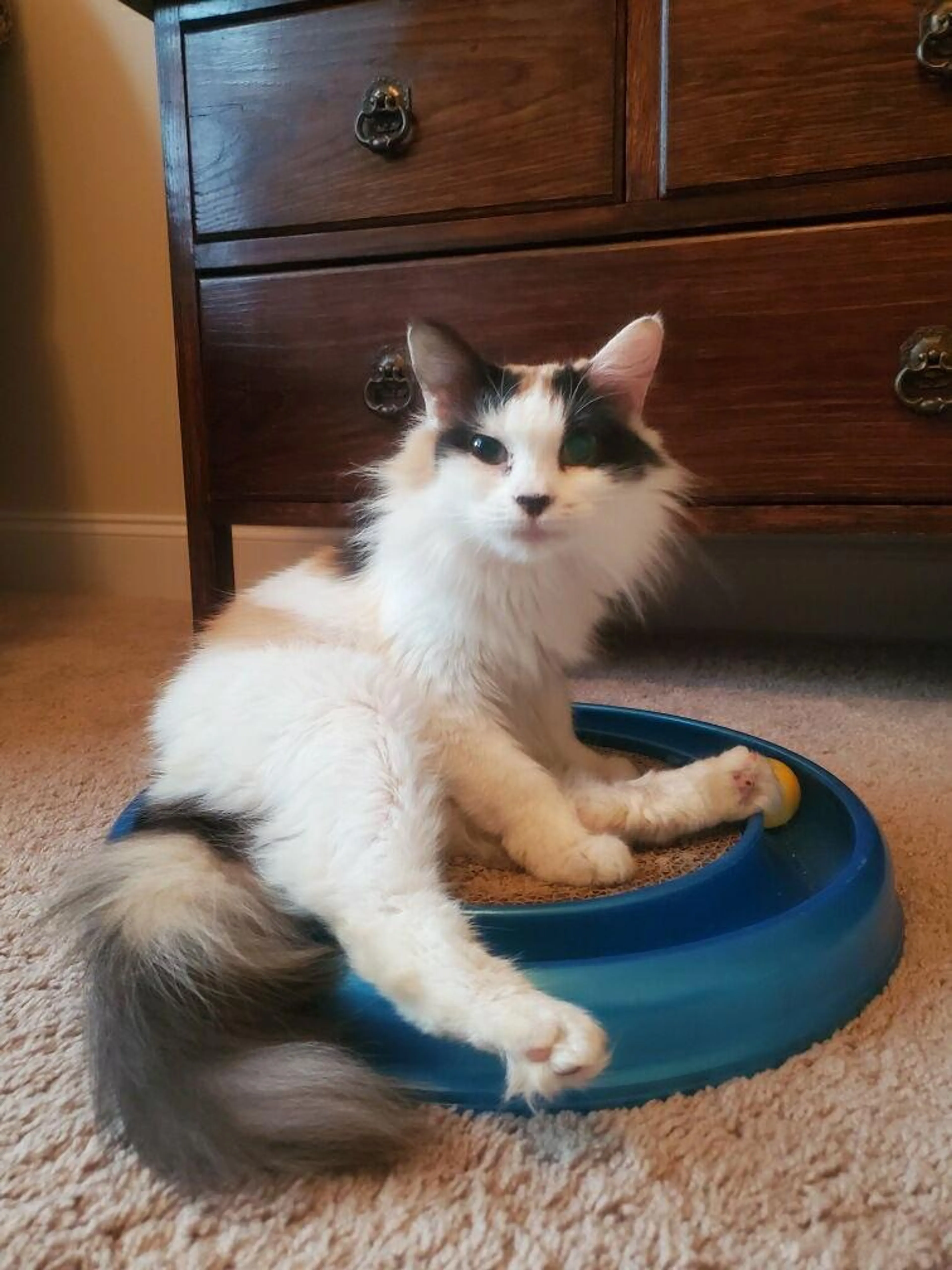 Found pet-2