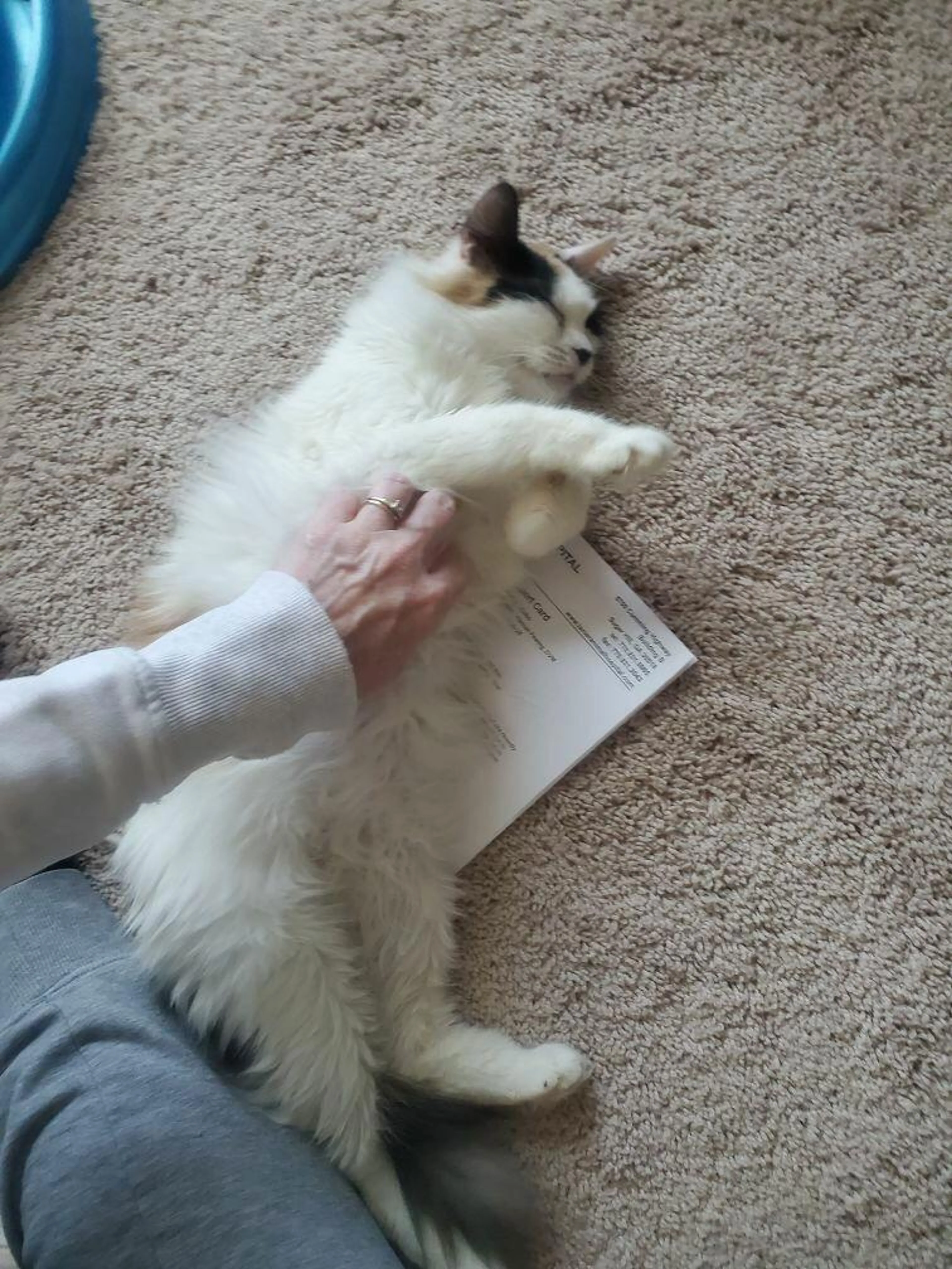 Found pet-0