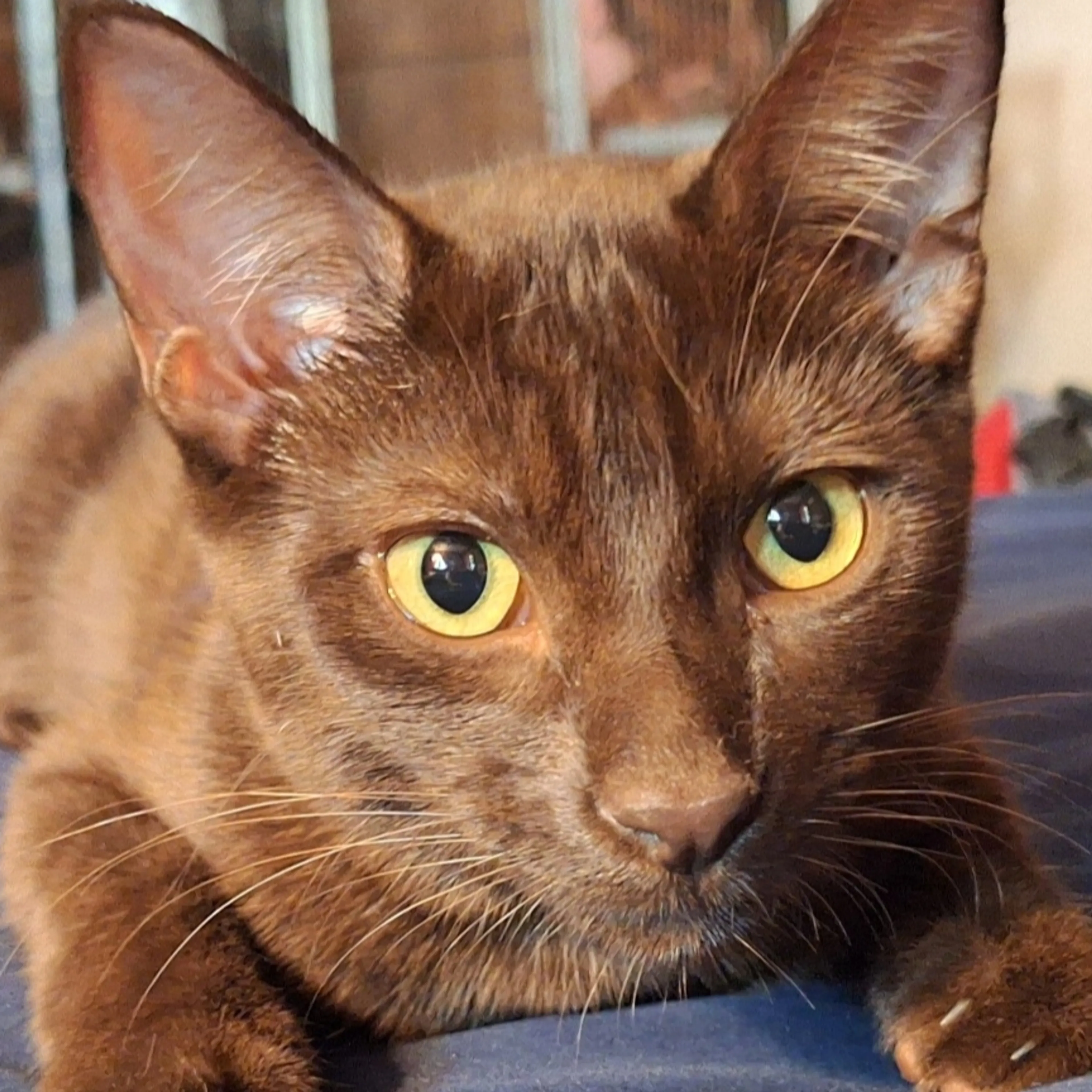 Lost pet-2