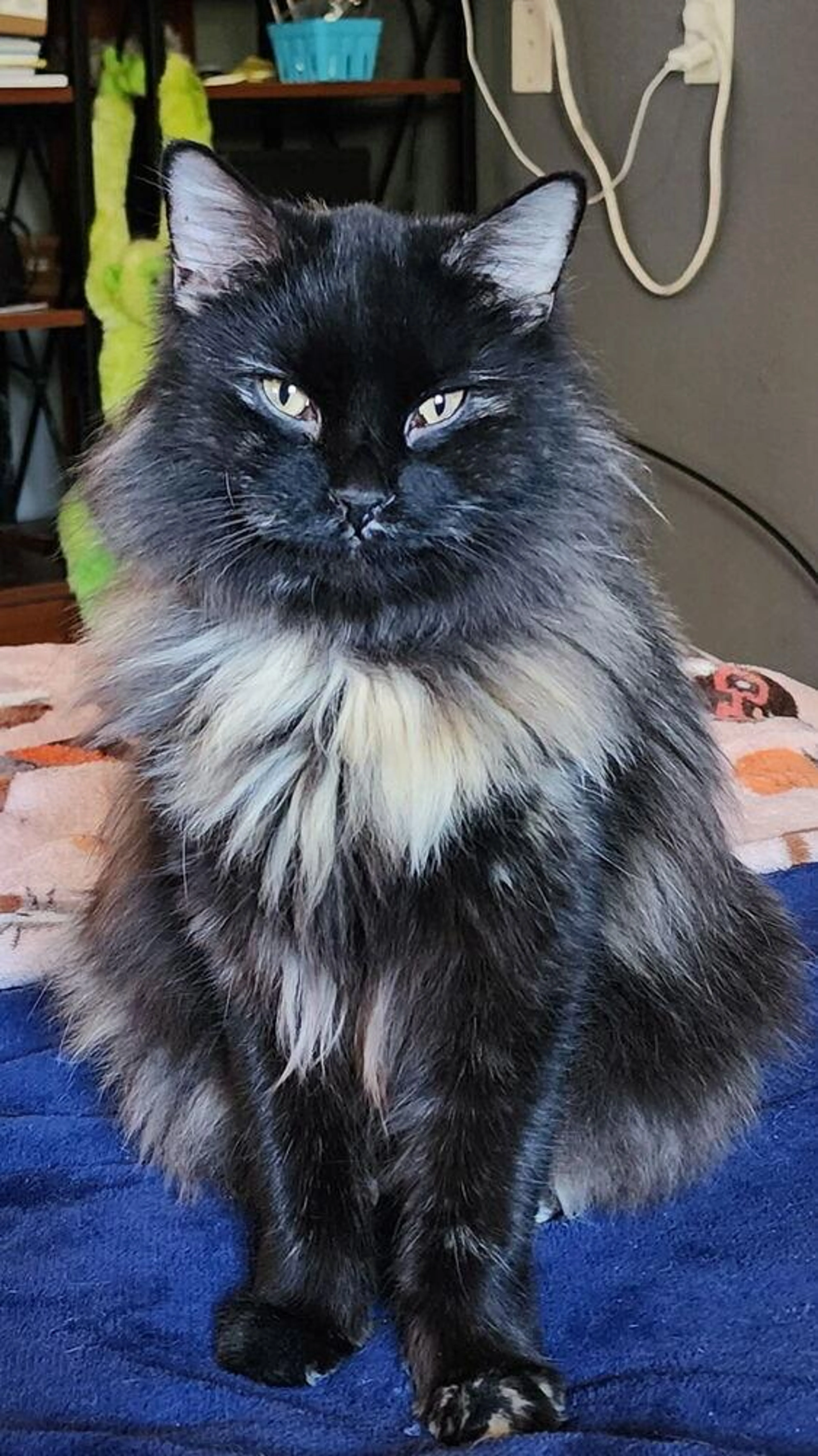 Found pet-1