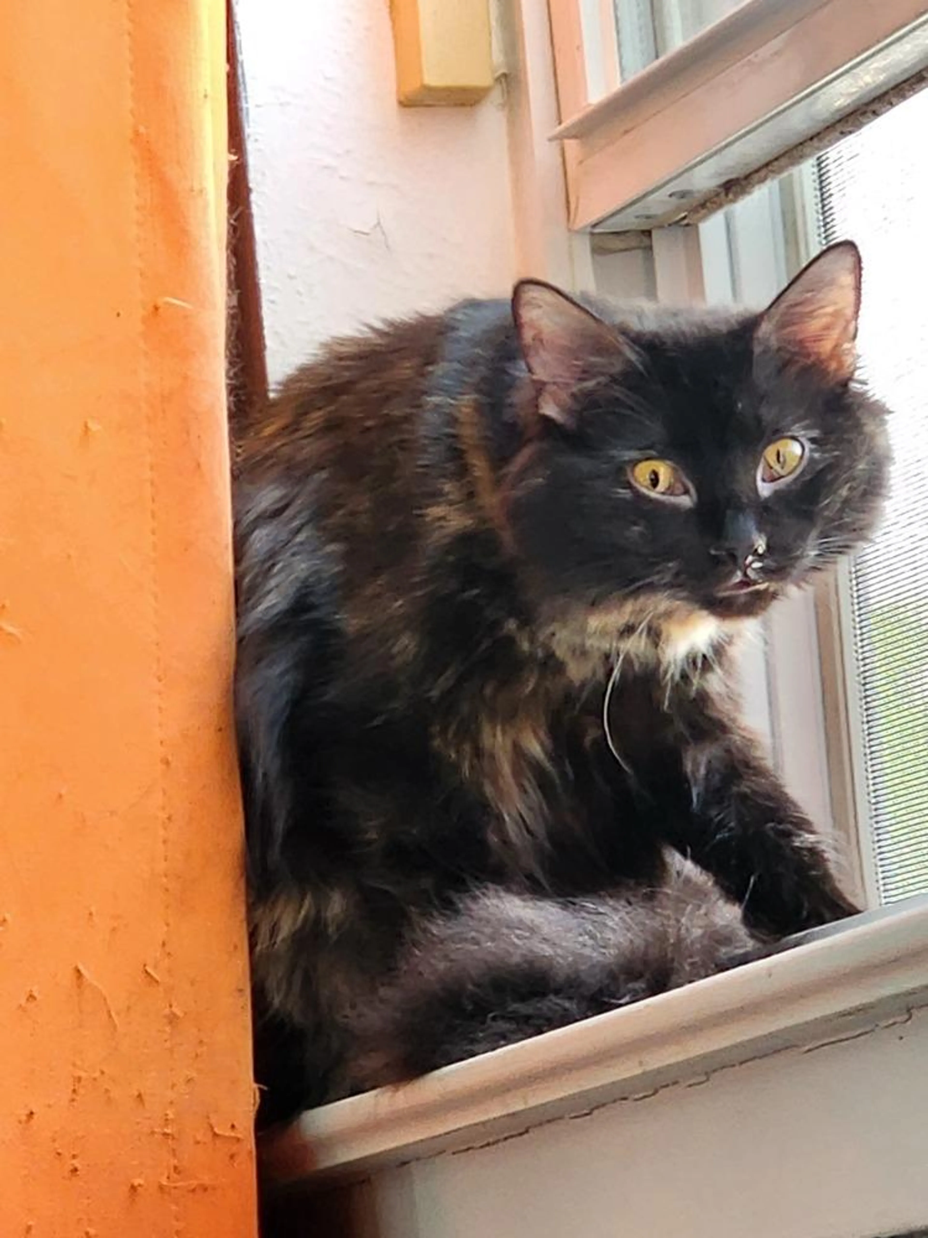 Found pet-0