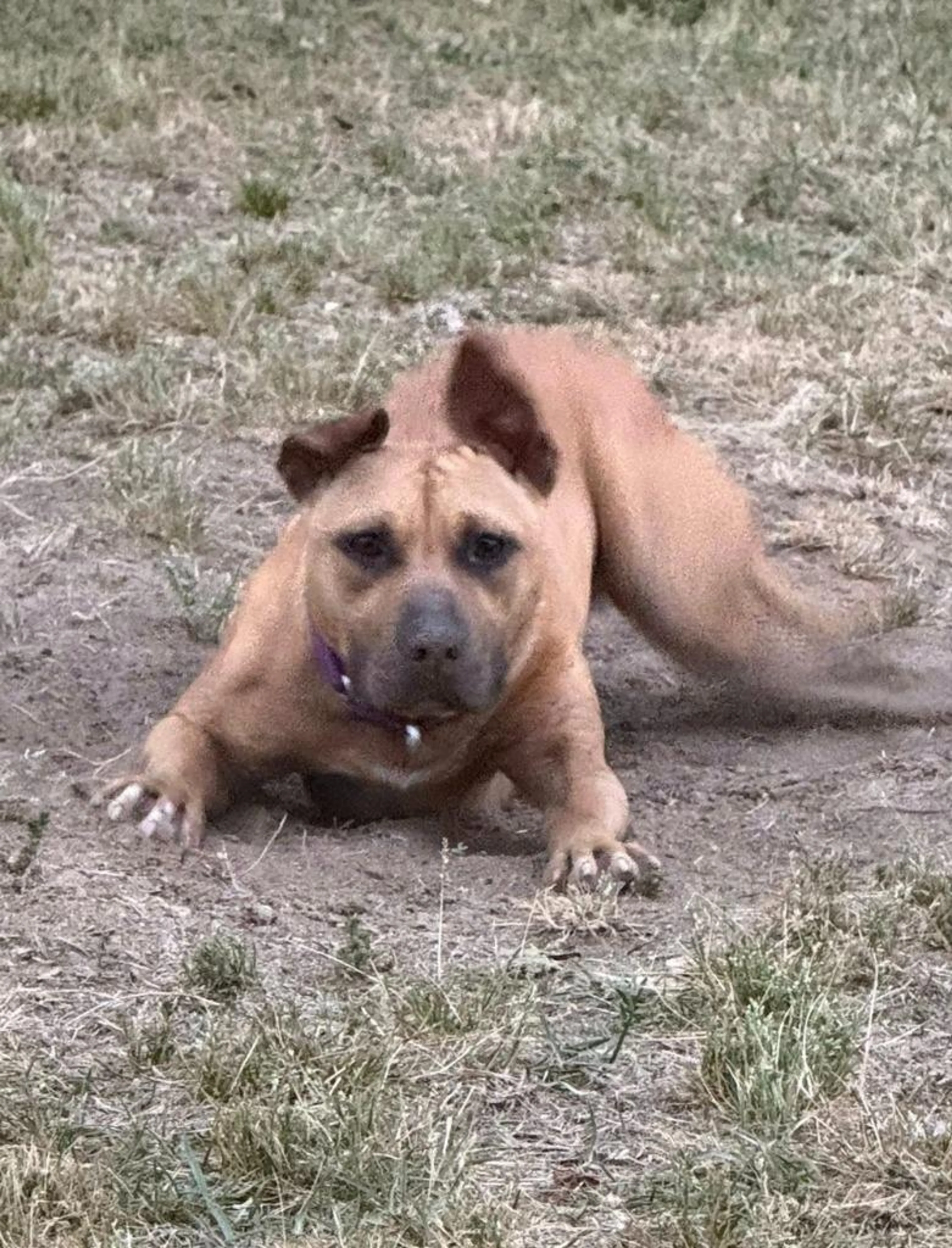 Found pet-1