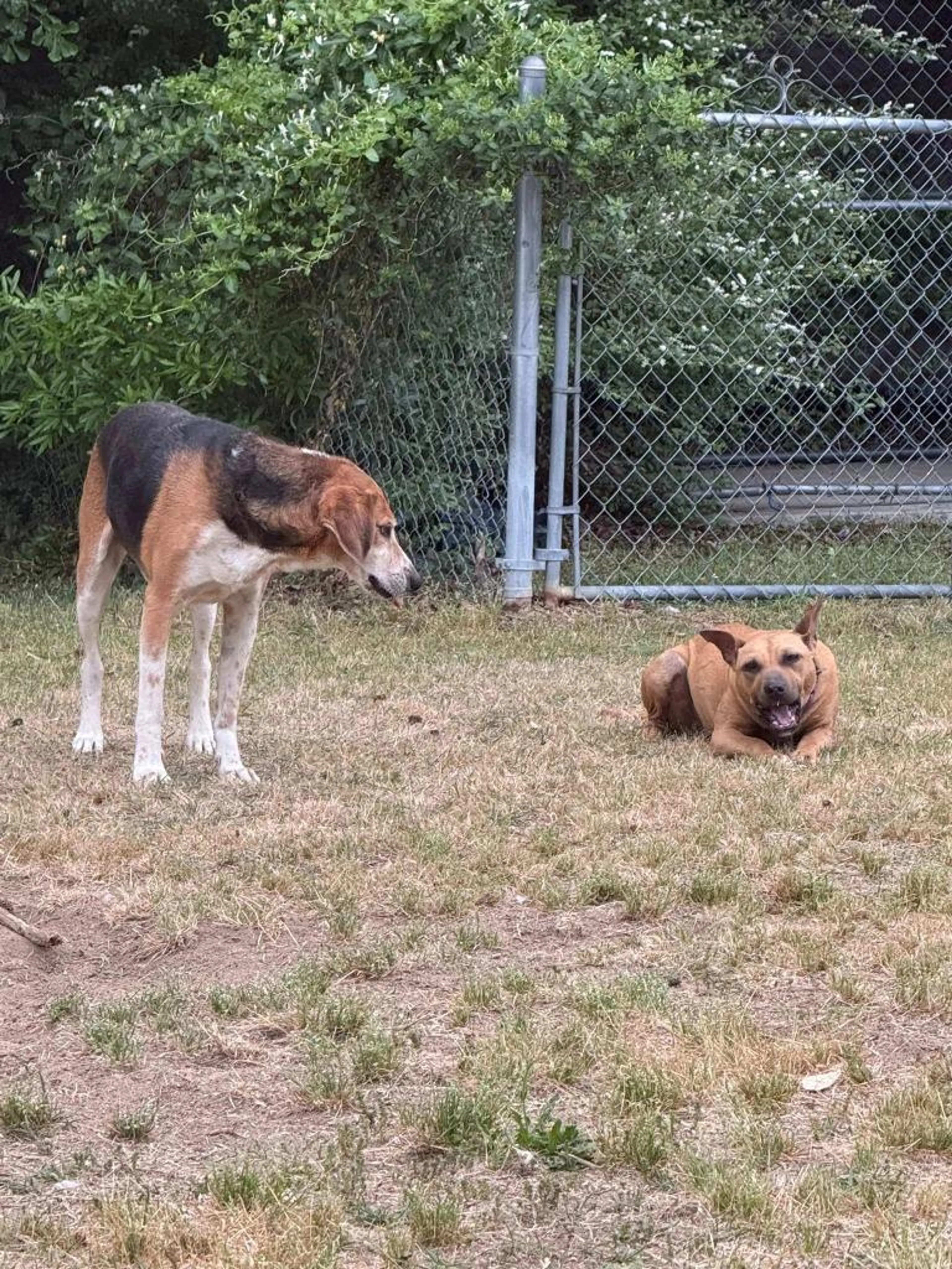 Found pet-3