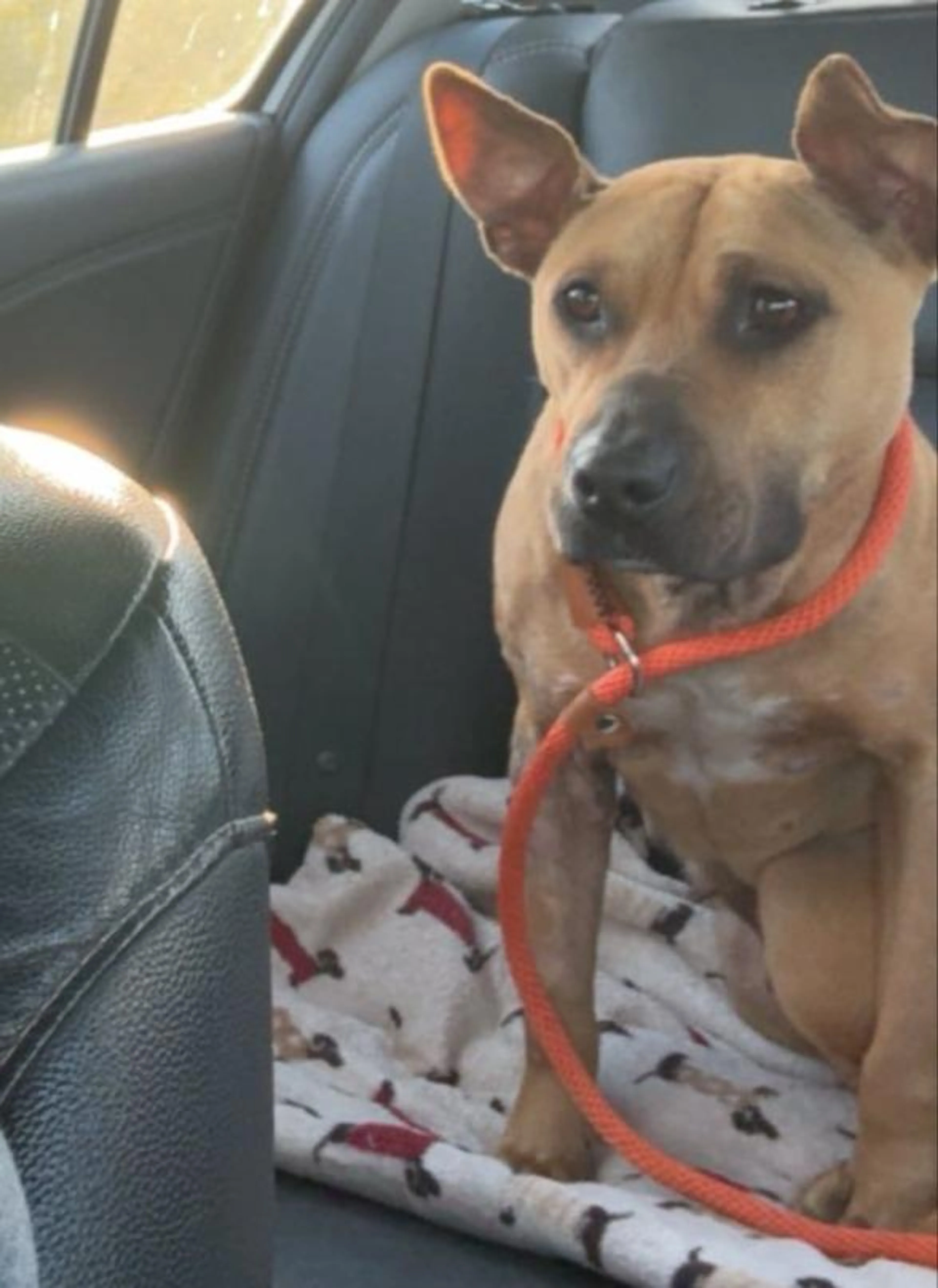 Found pet-4