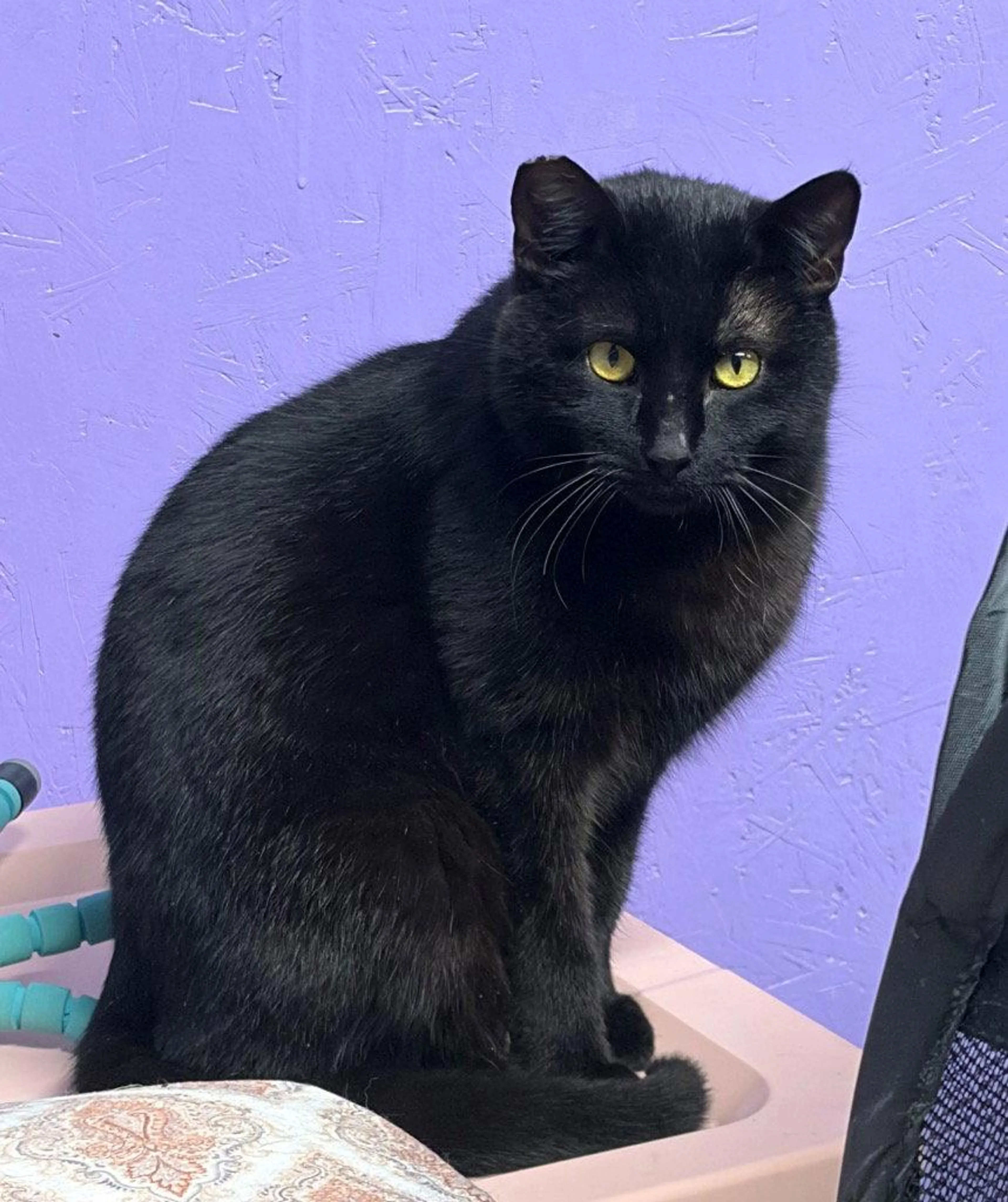 Found pet-1