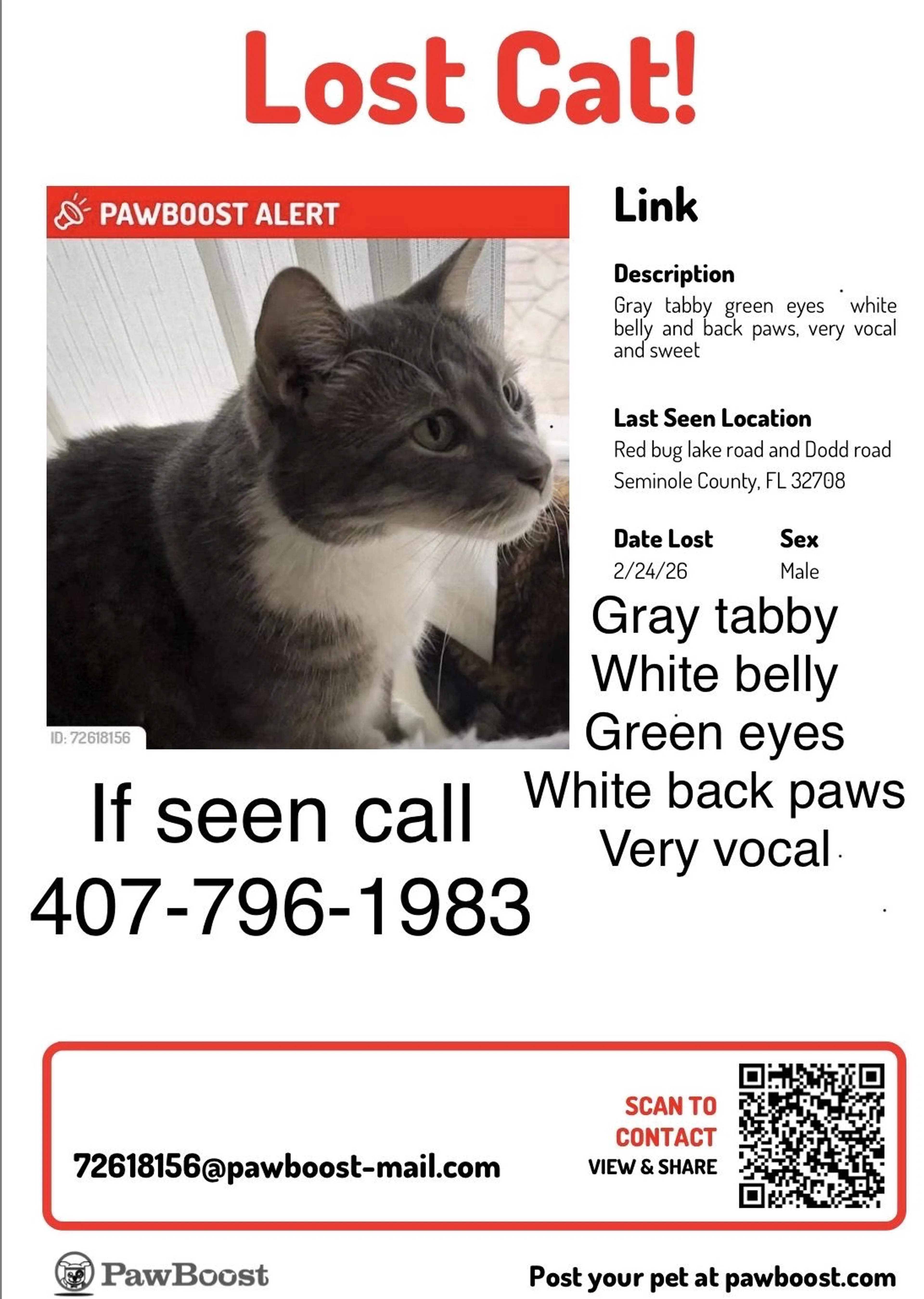 Lost pet-3