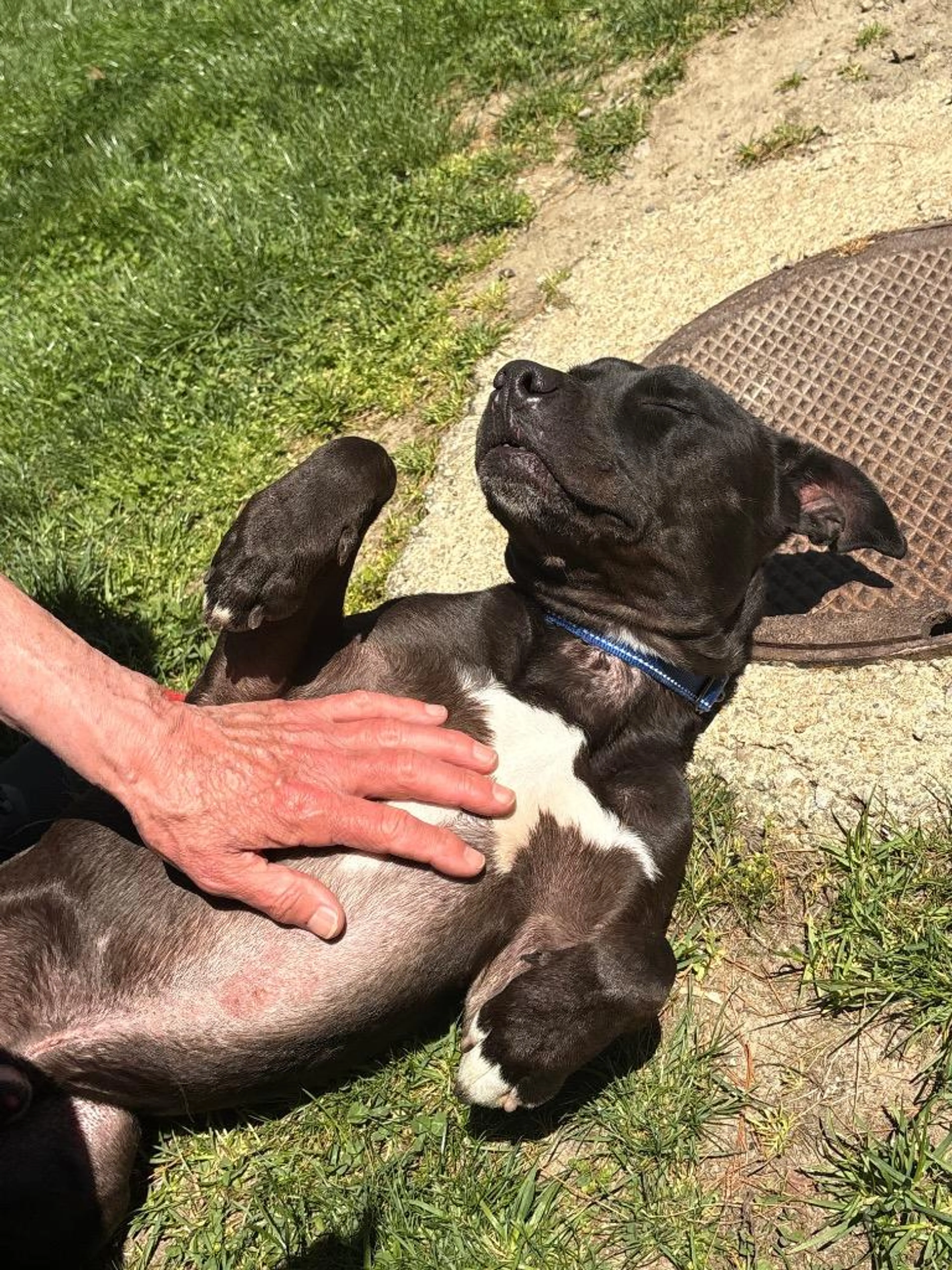Found pet-4