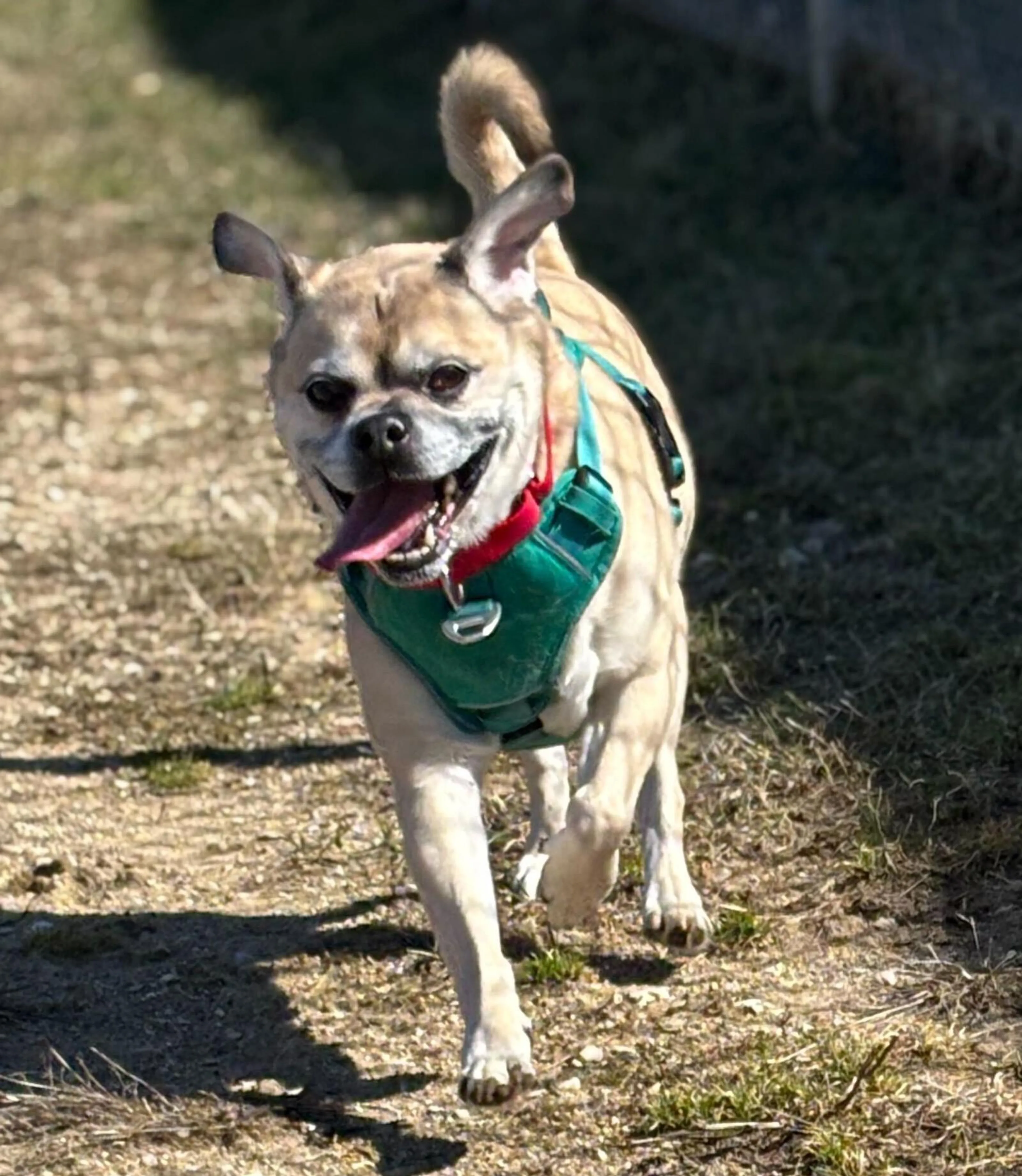 Found pet-2