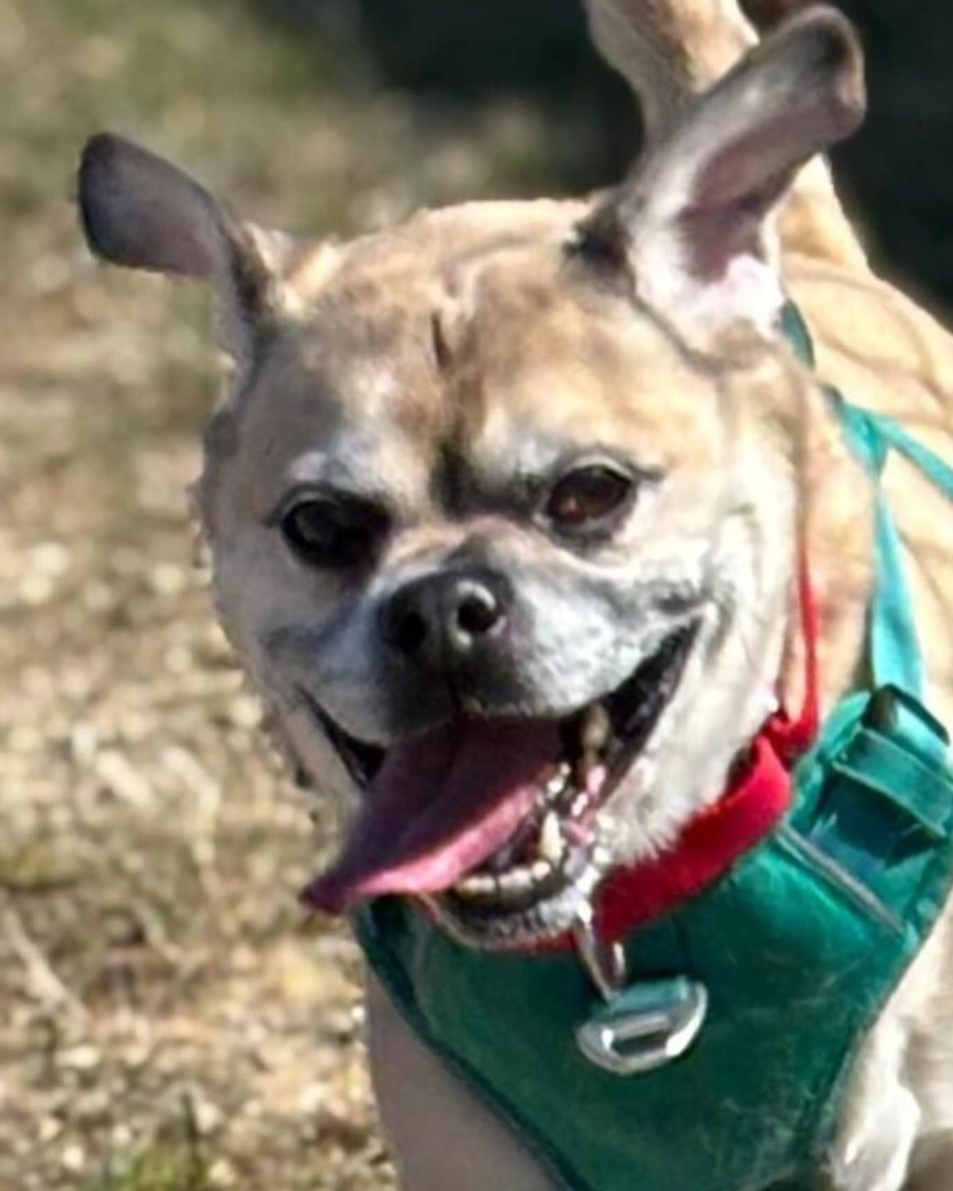 Found pet-1
