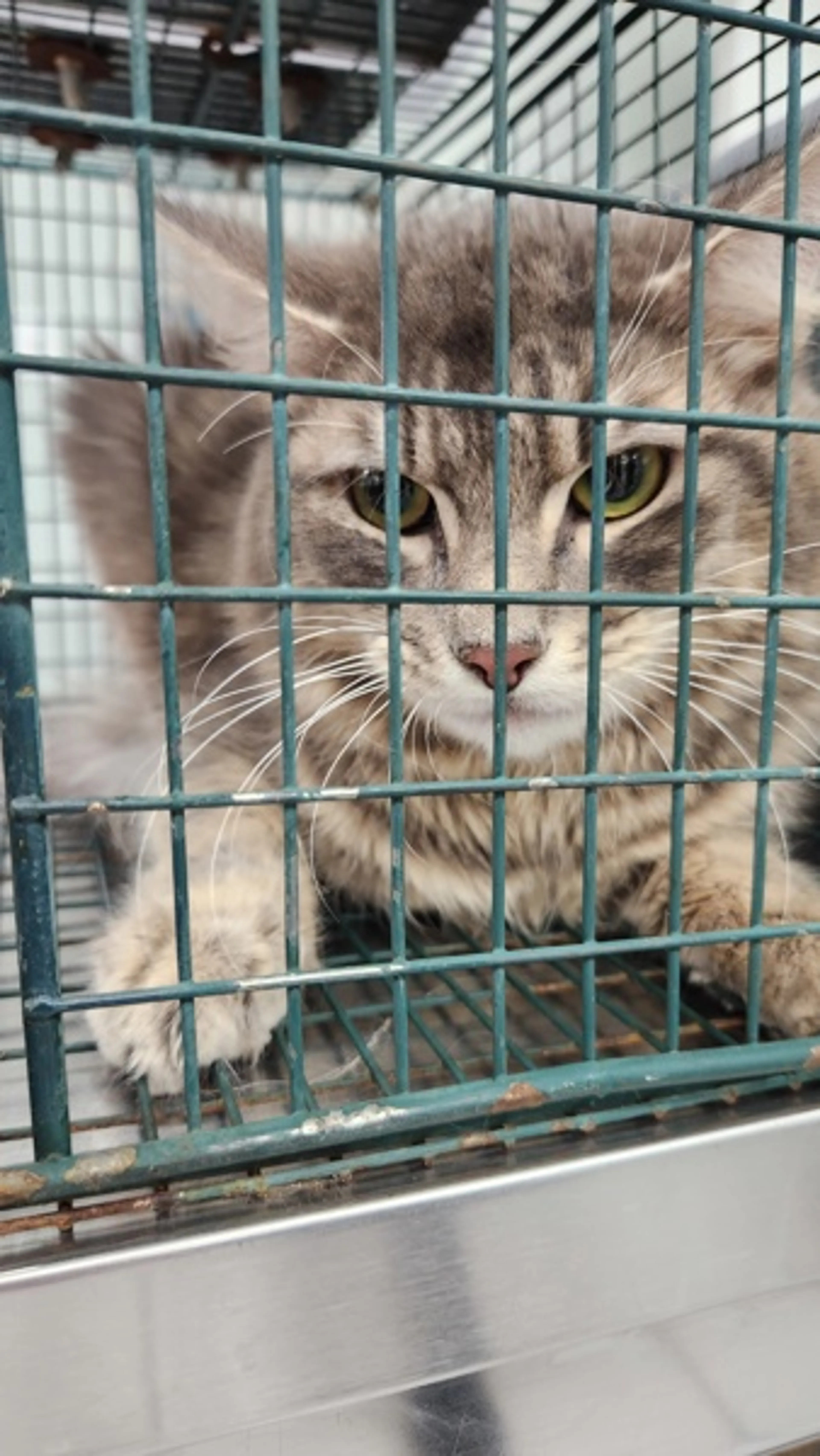 Found pet