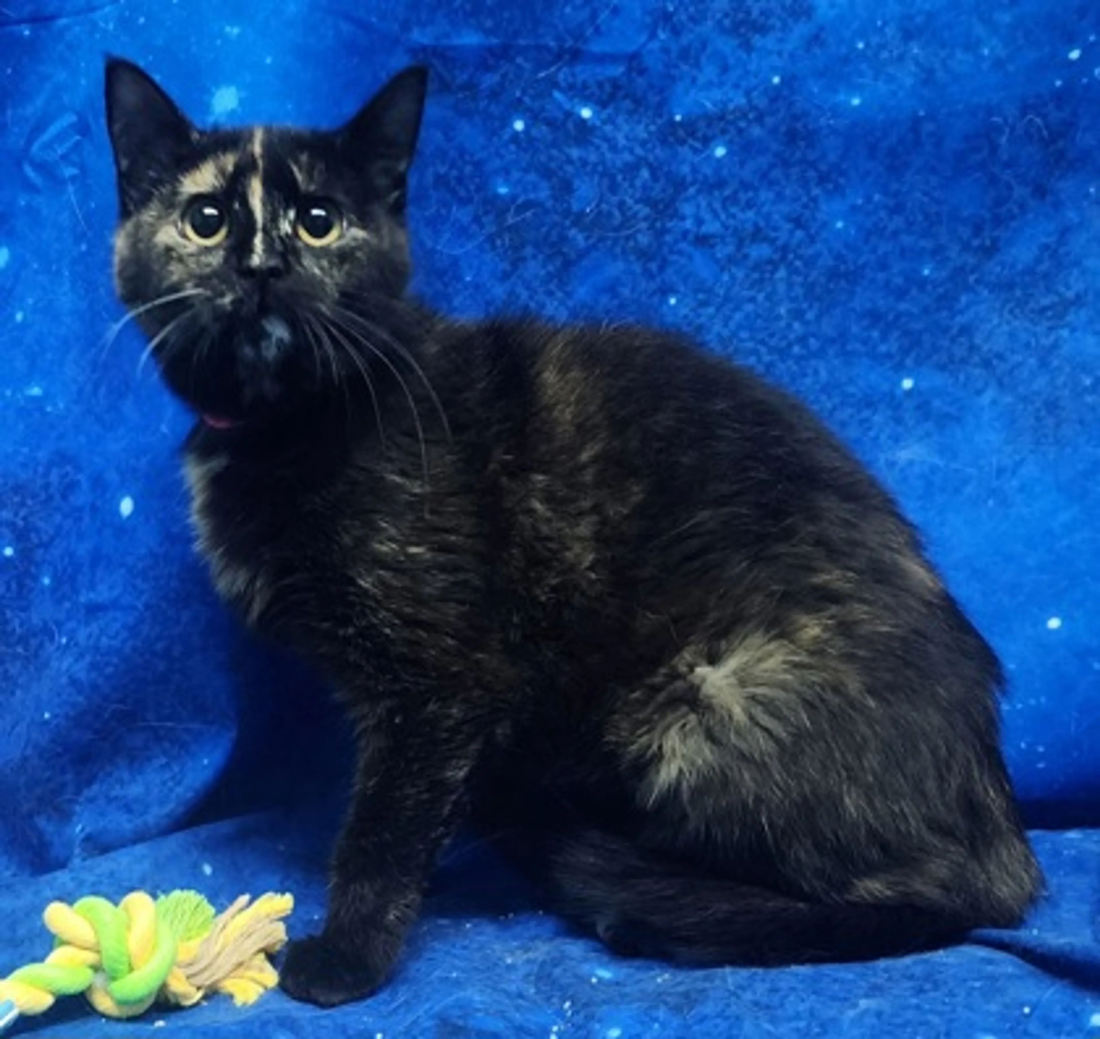 Found pet-1