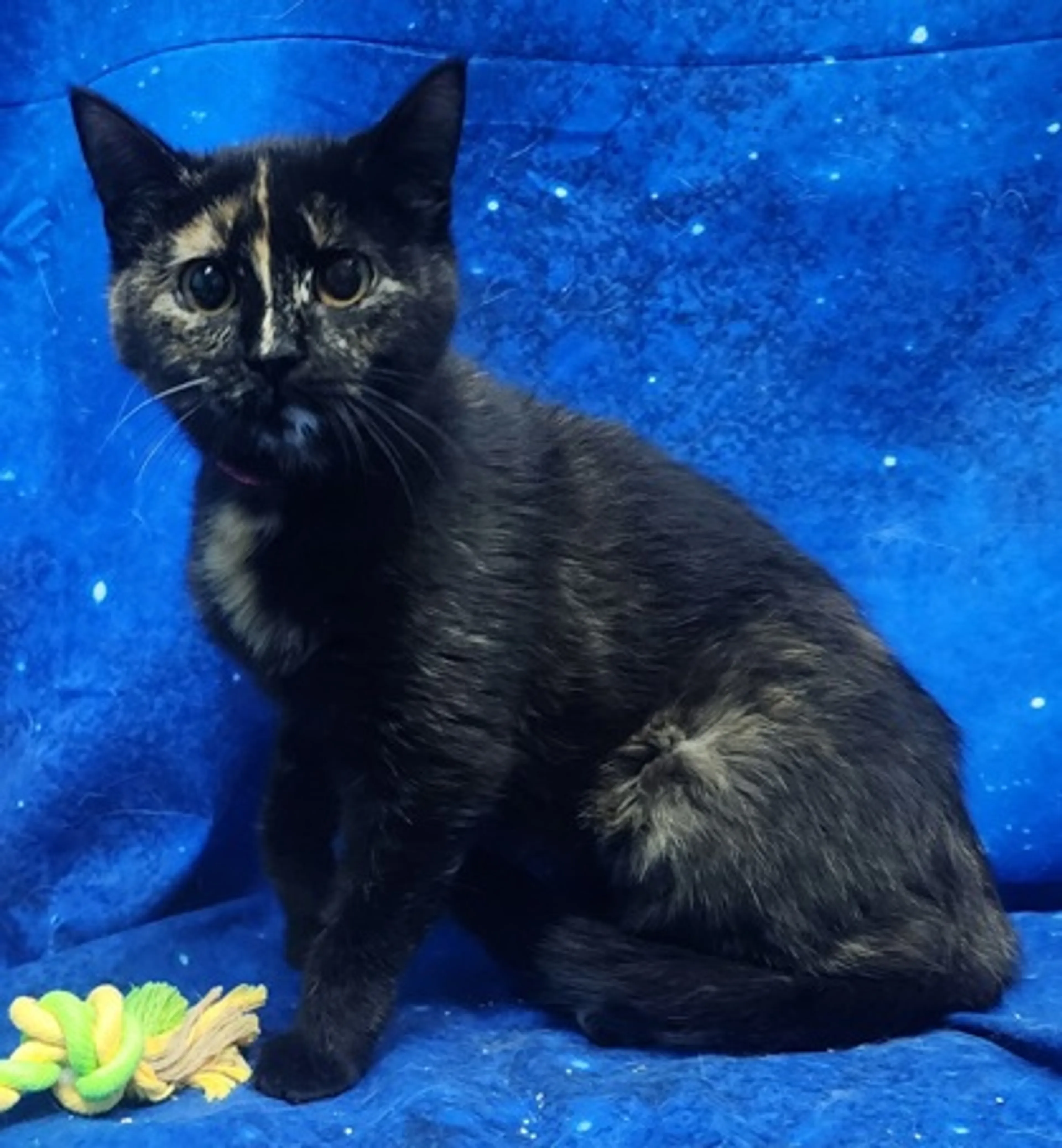 Found pet-2