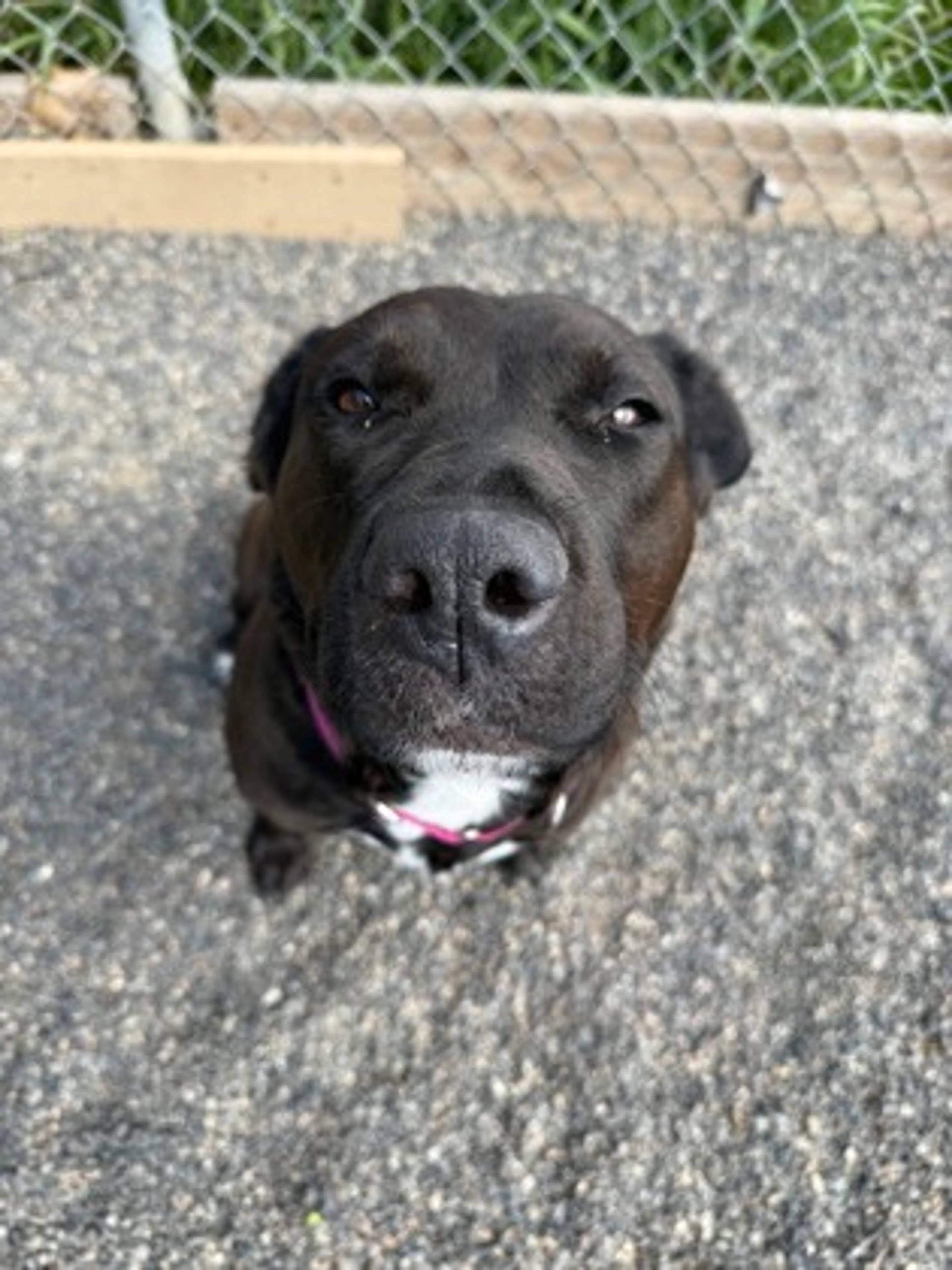Found pet-1