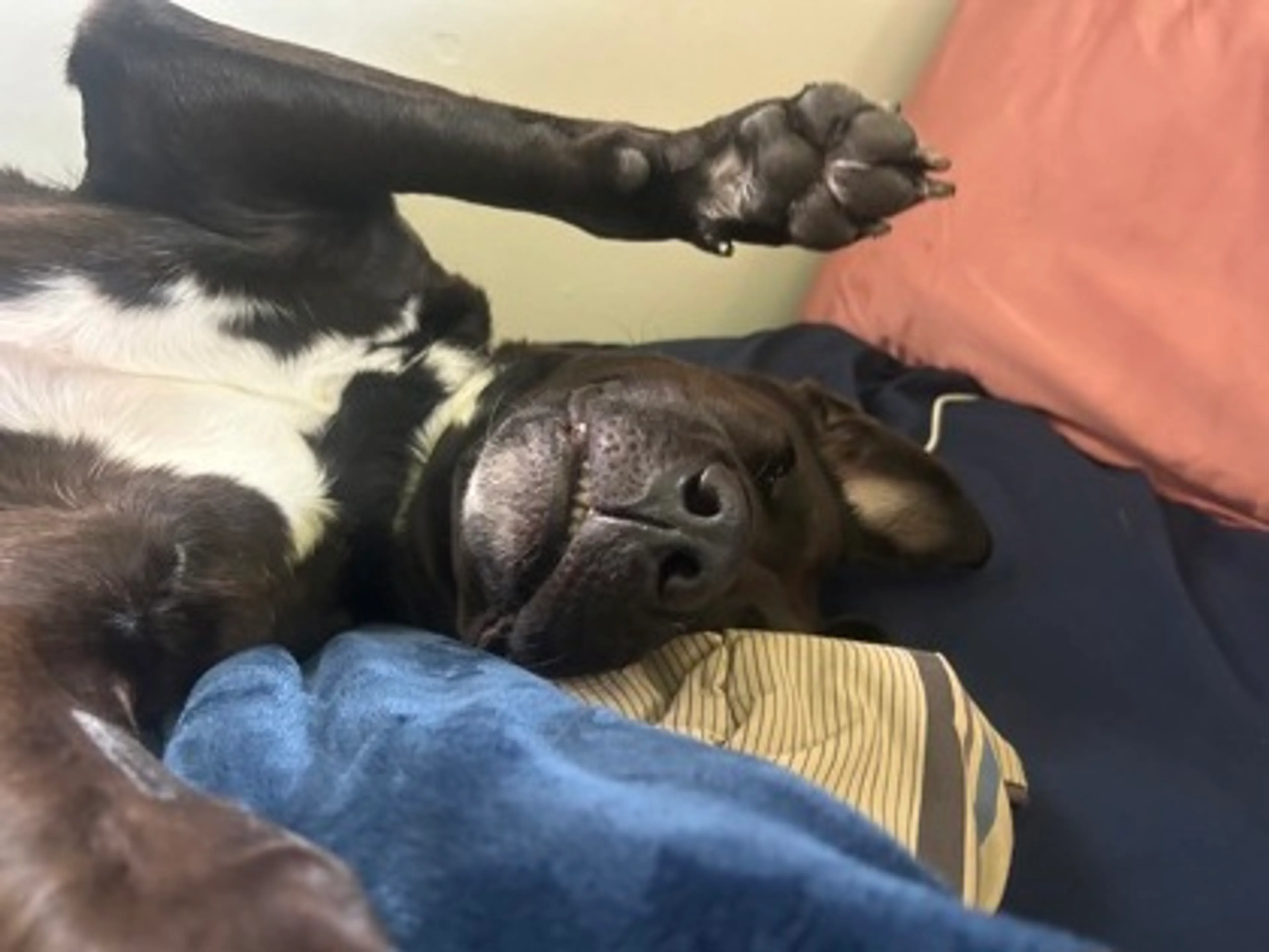 Found pet-2