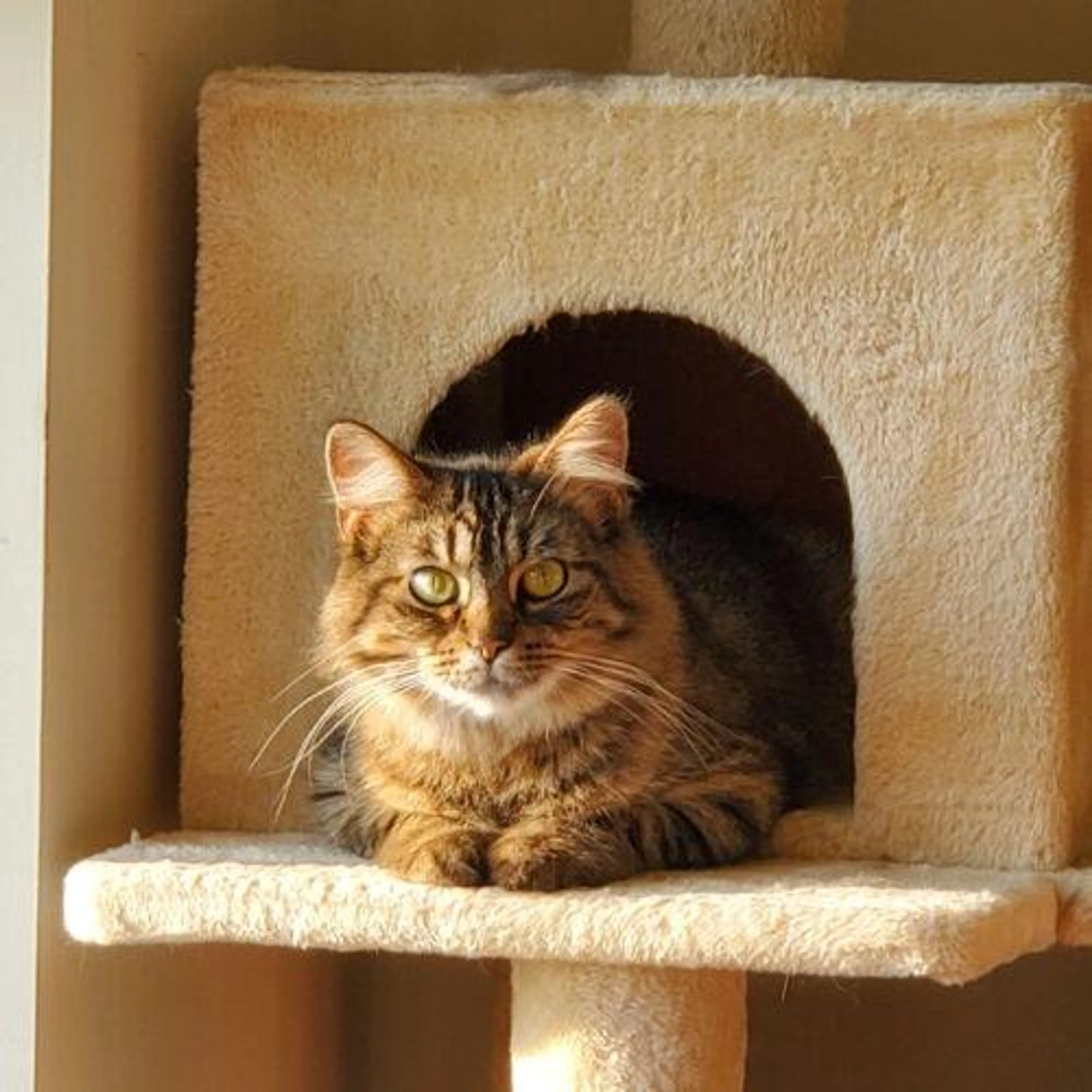 cdn image