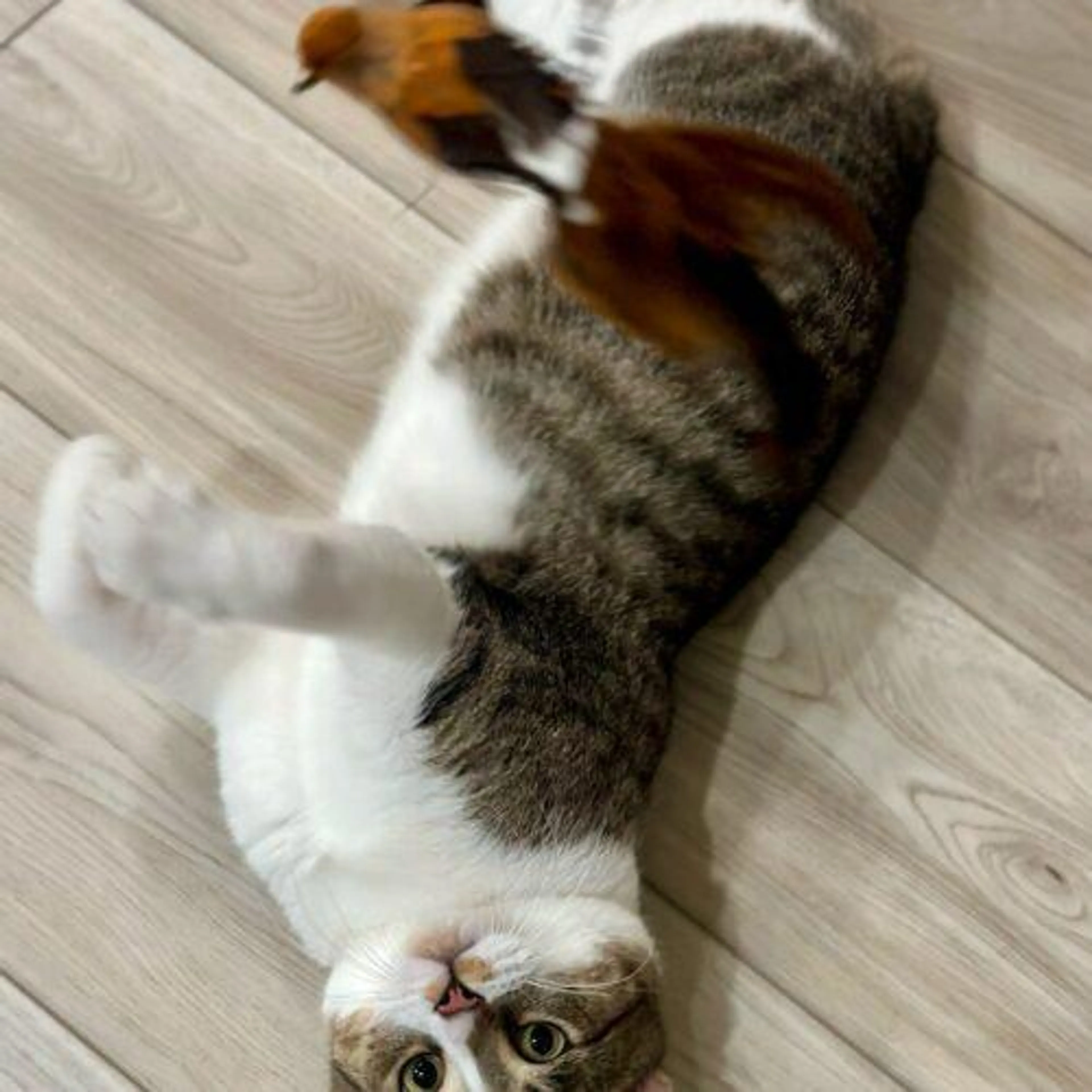 Found pet-0