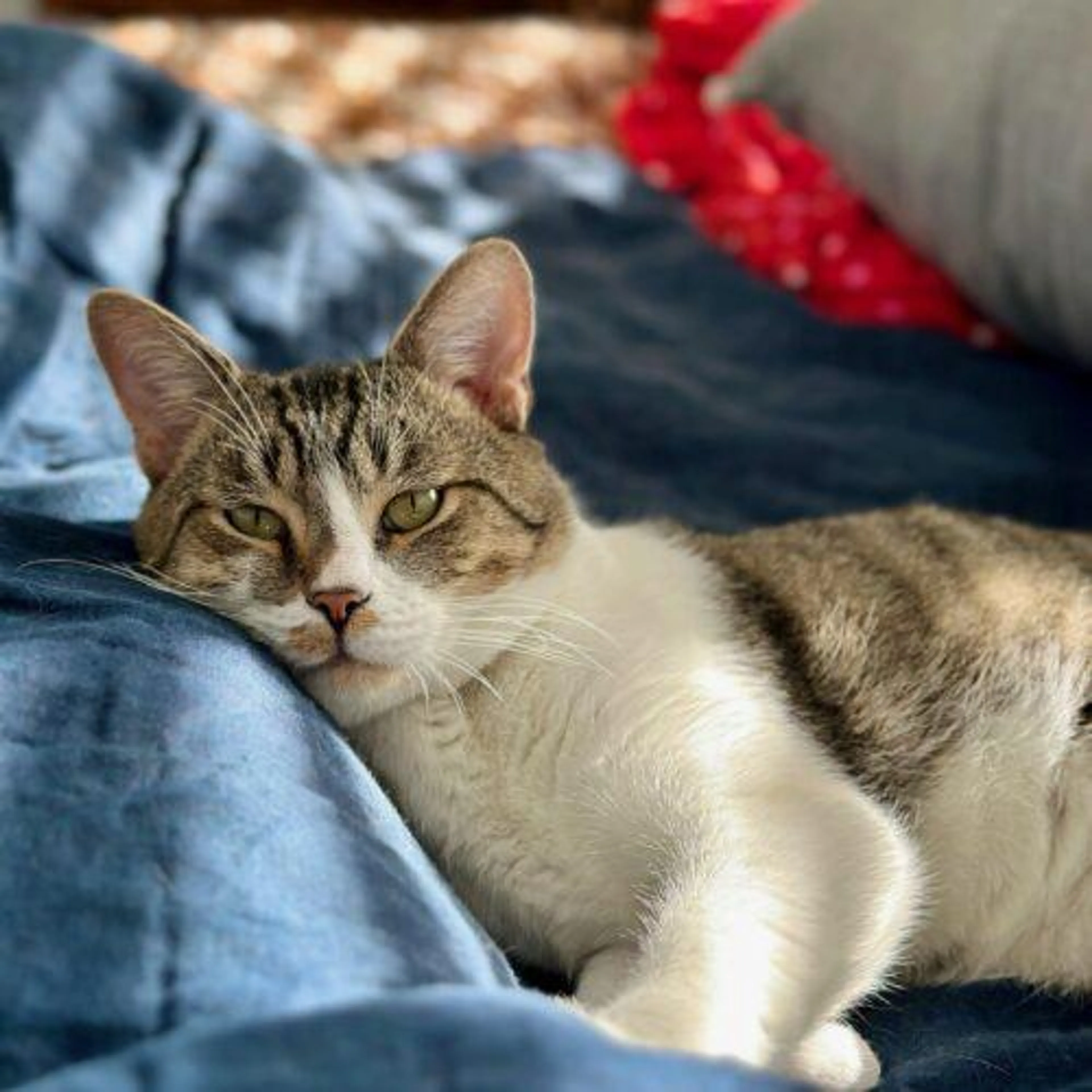 Found pet-4