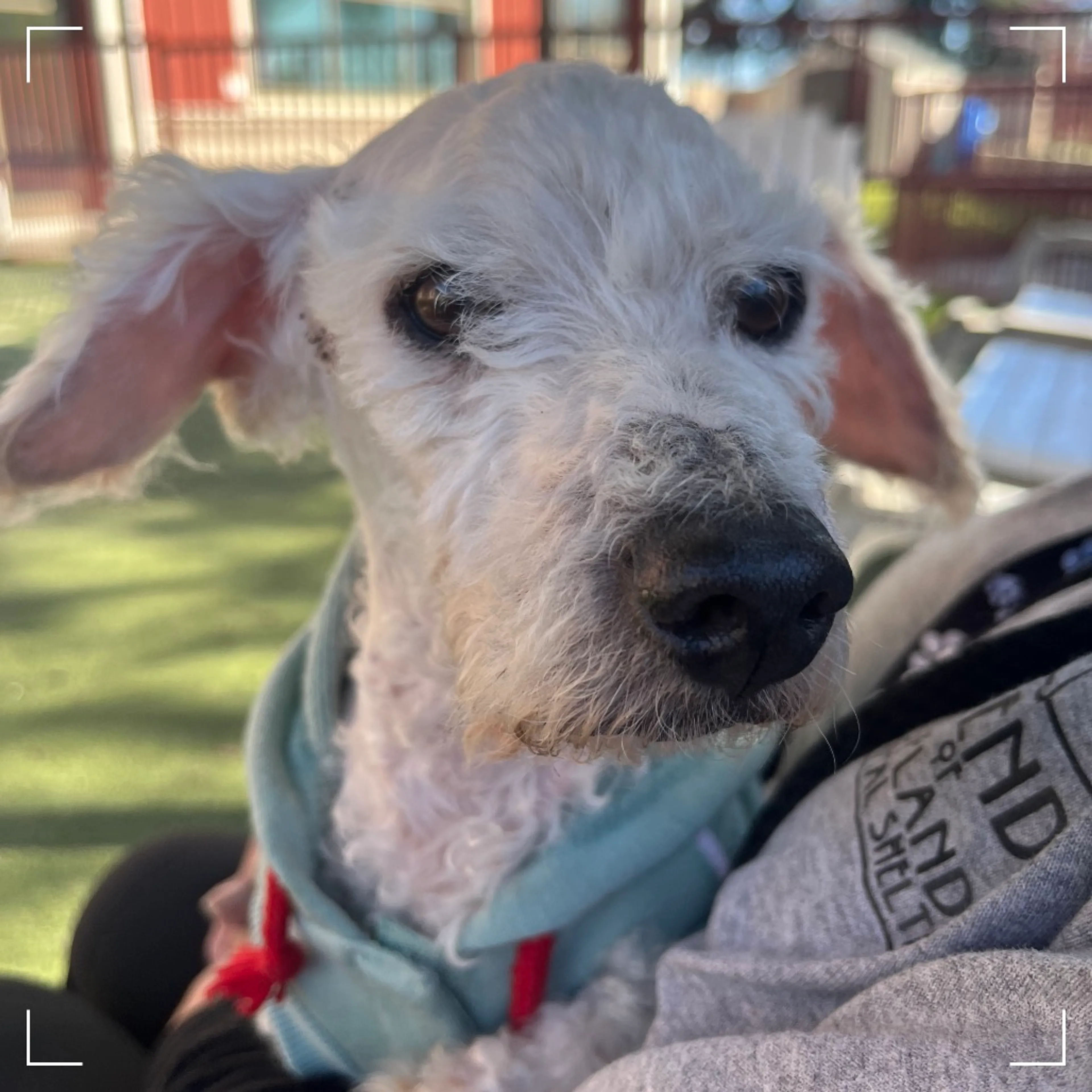 Found pet-3