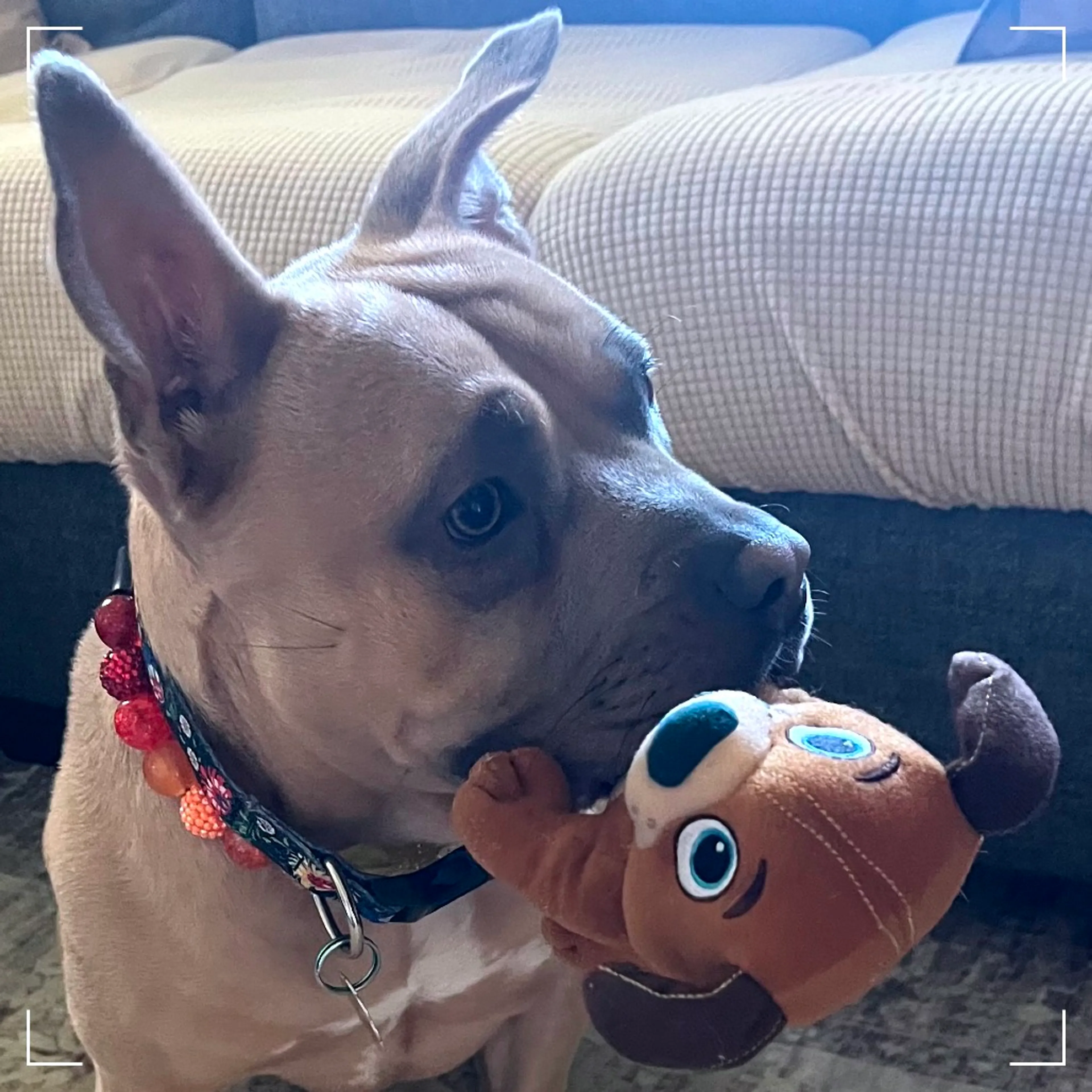 Found pet-5