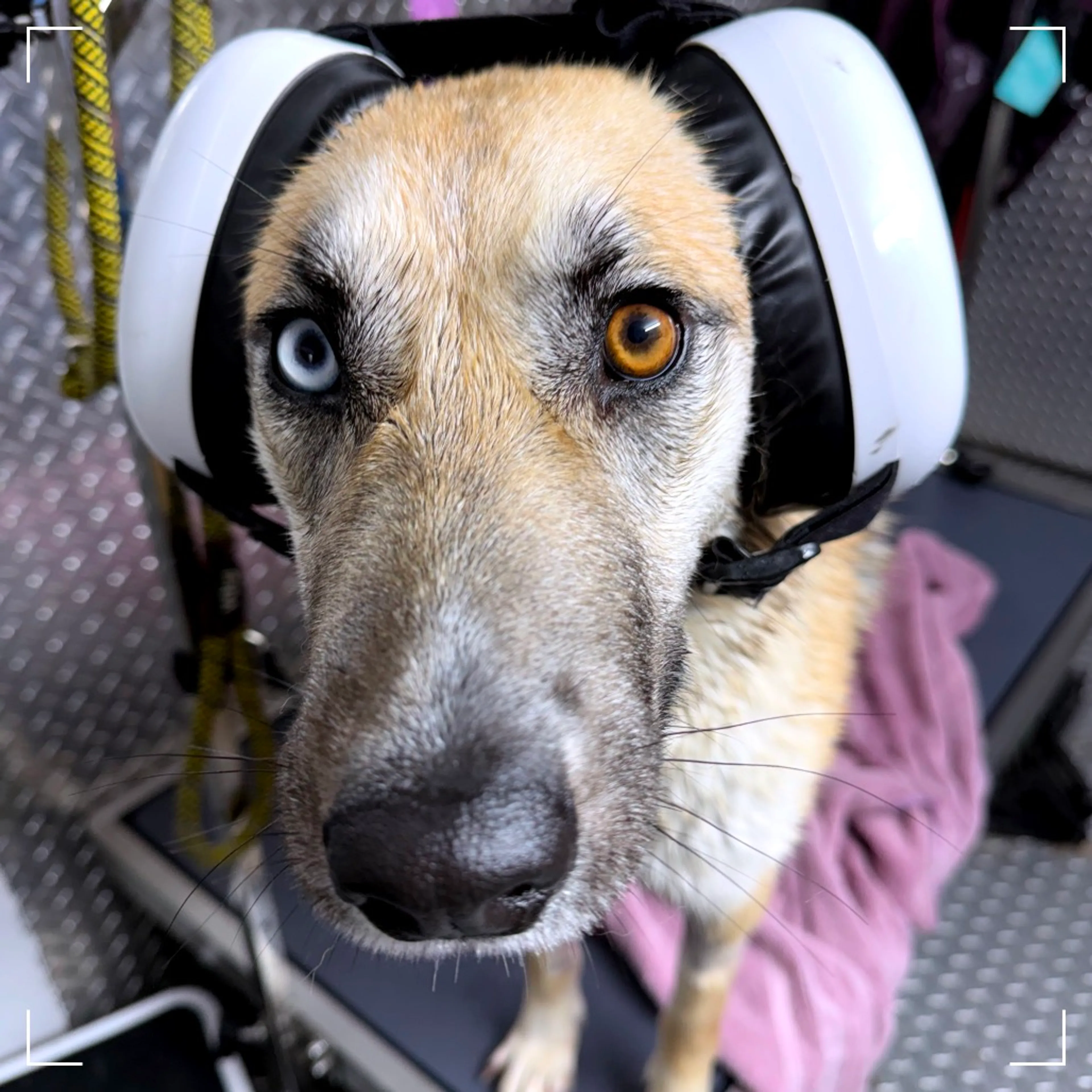 Found pet-11