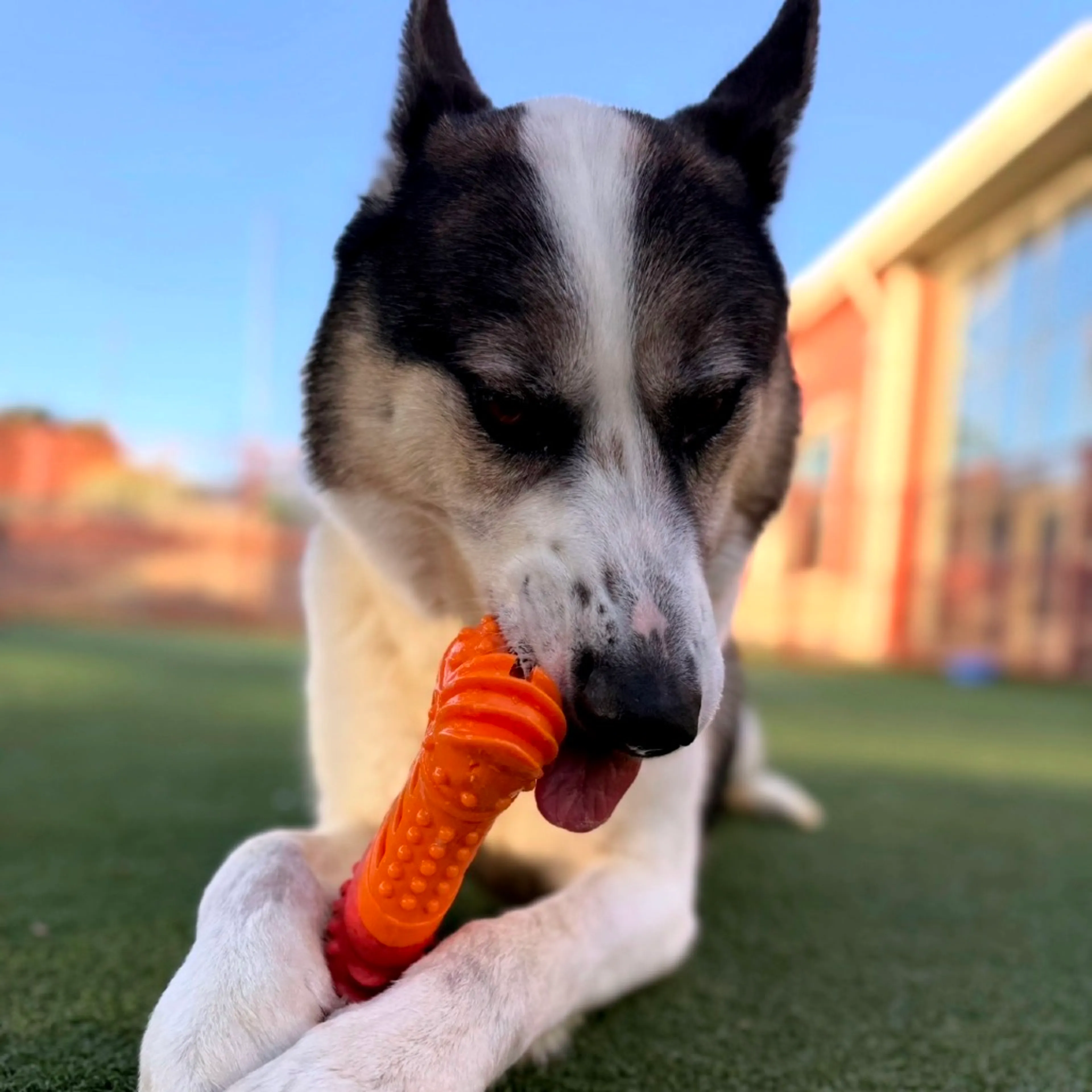 Found pet-6