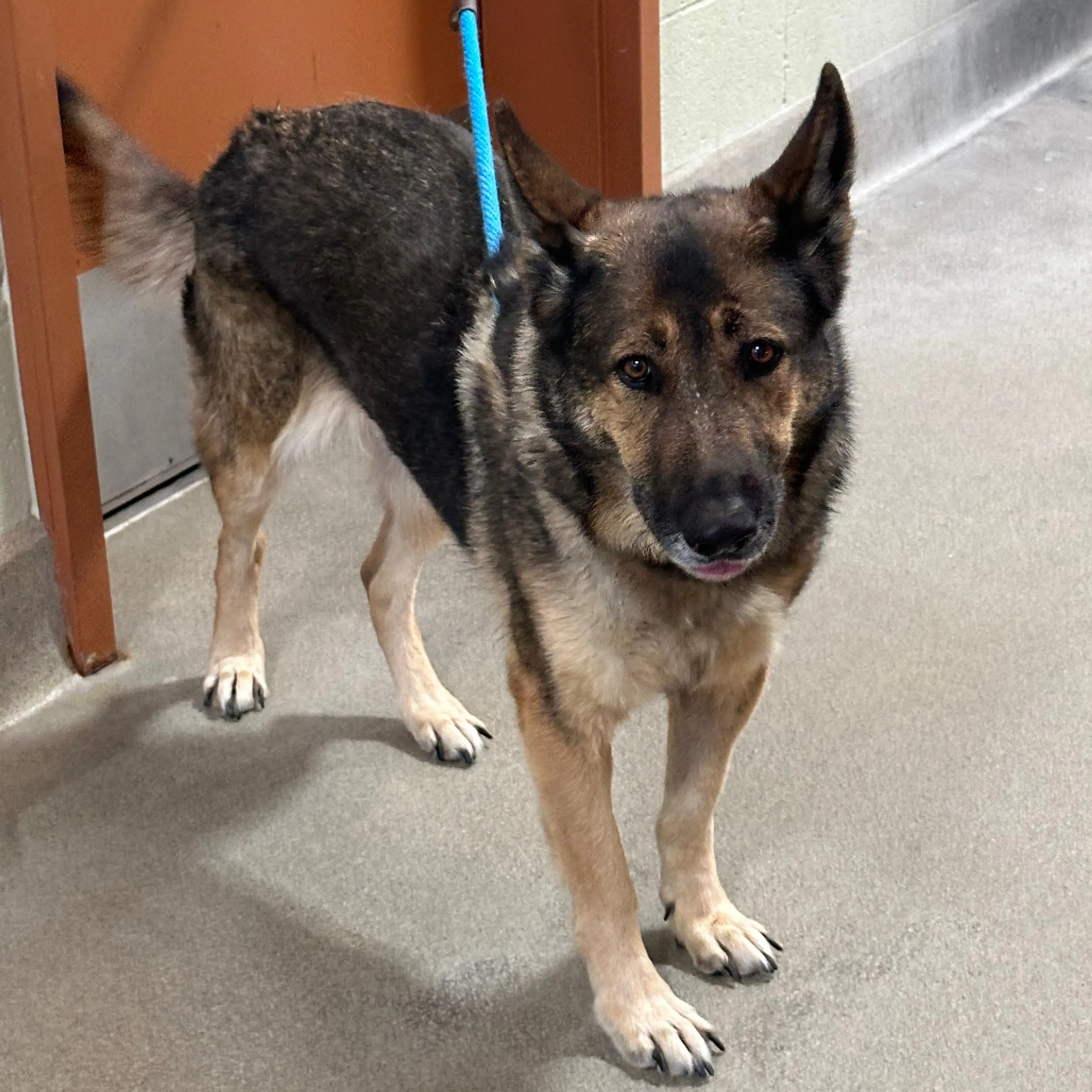 Found pet-2