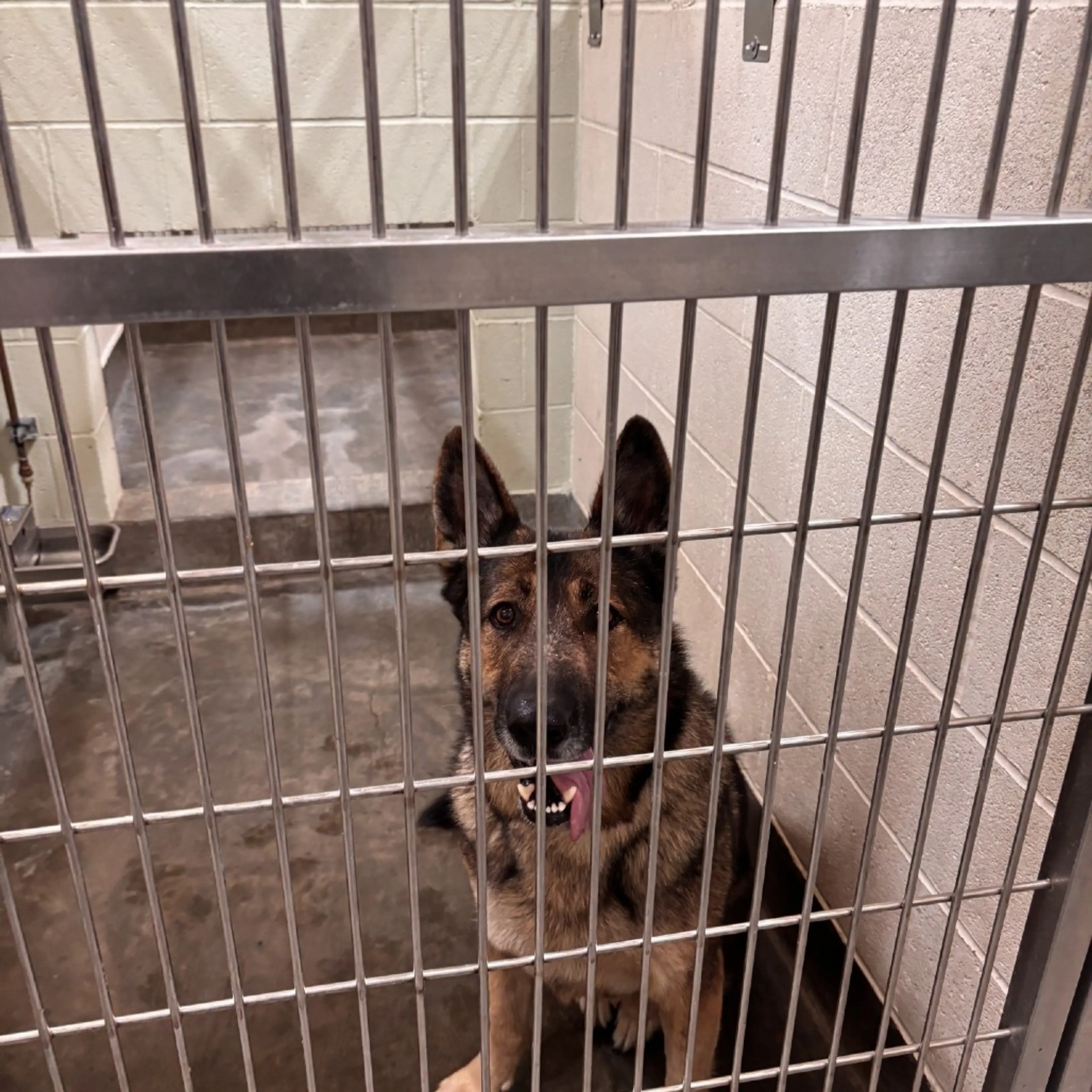 Found pet-1